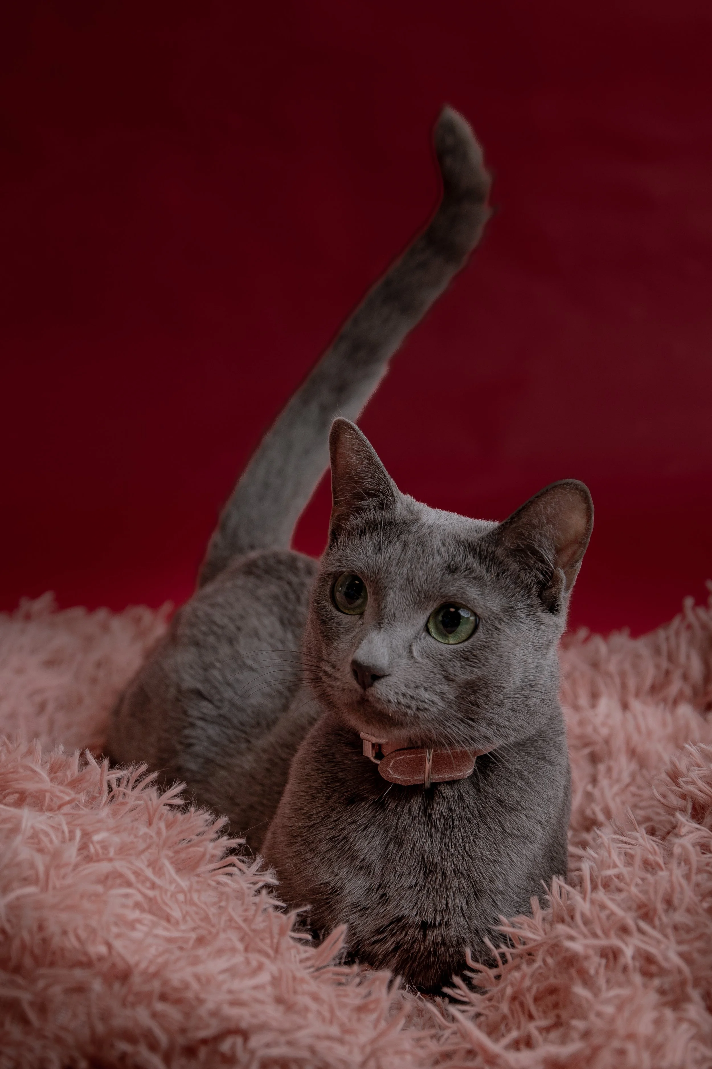 Russisch Blau Katze, Zucht in Bayern / Russisch Blau Züchter Bayern