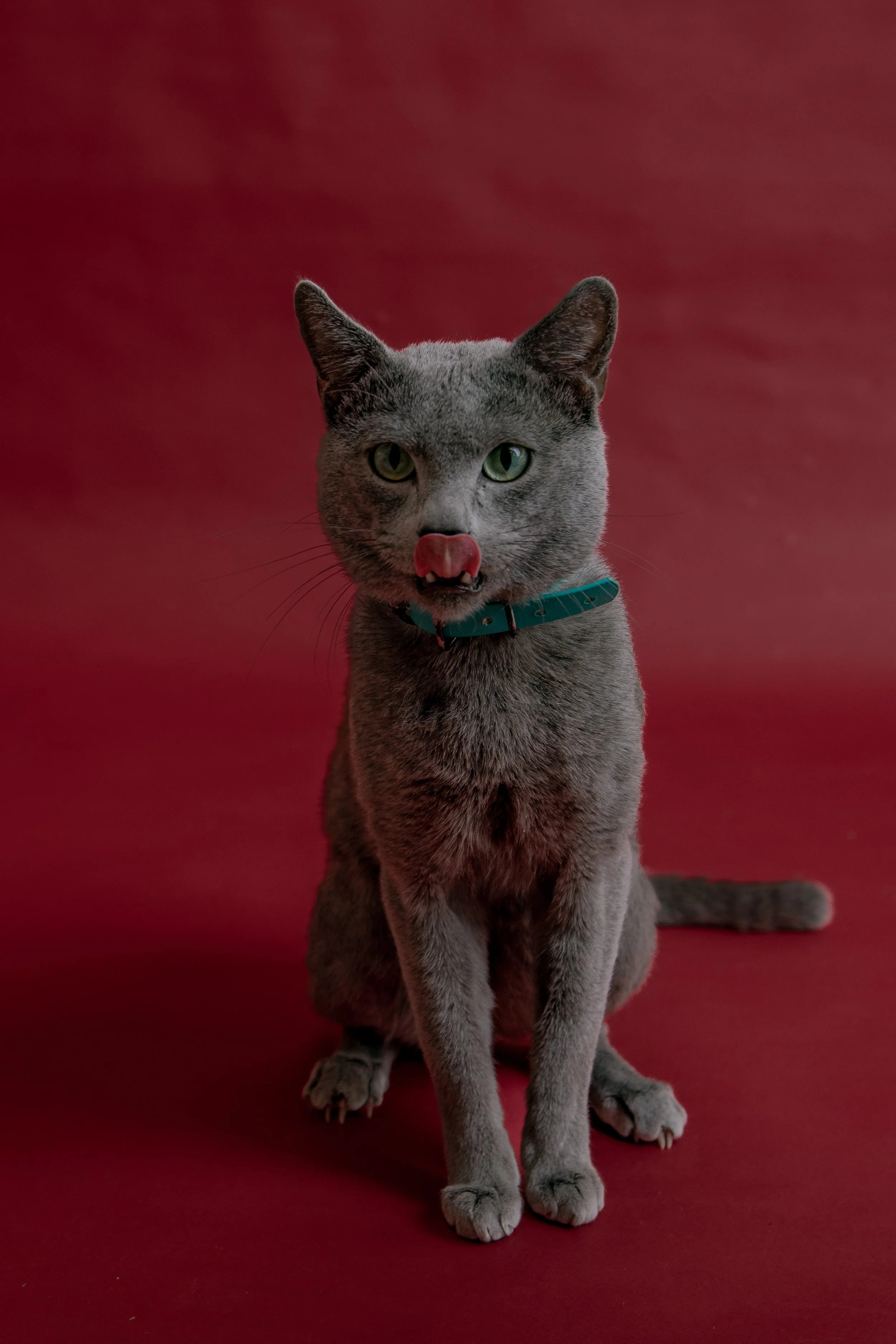 russisch blau züchter bayern, Reinrassig Russisch Blau Bayern Zucht Katze aristokratisch, intelligent, wunderschön
