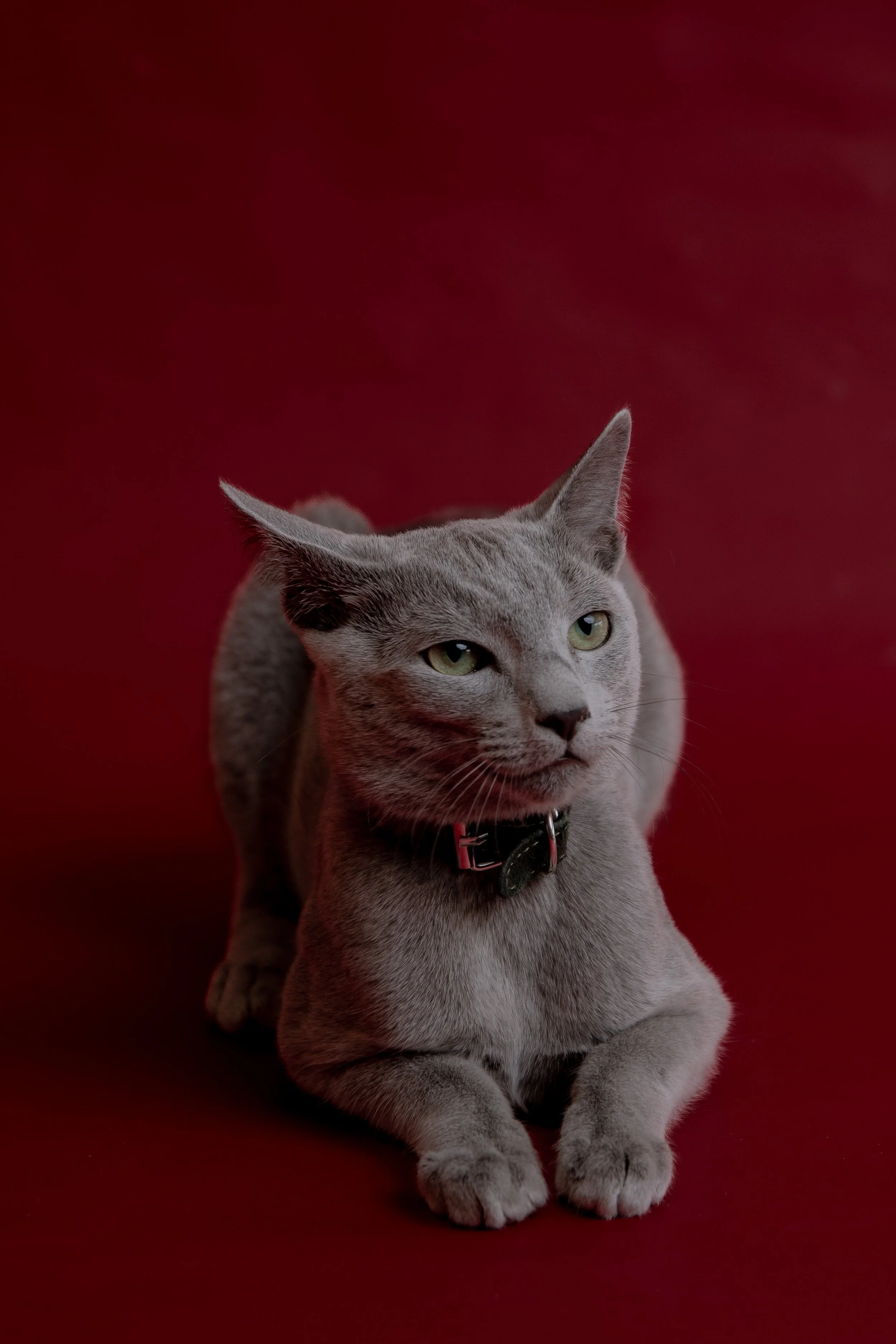 russisch blau Katze kaufen,  Züchter bayern. Verhaltensberatung & Training Katze