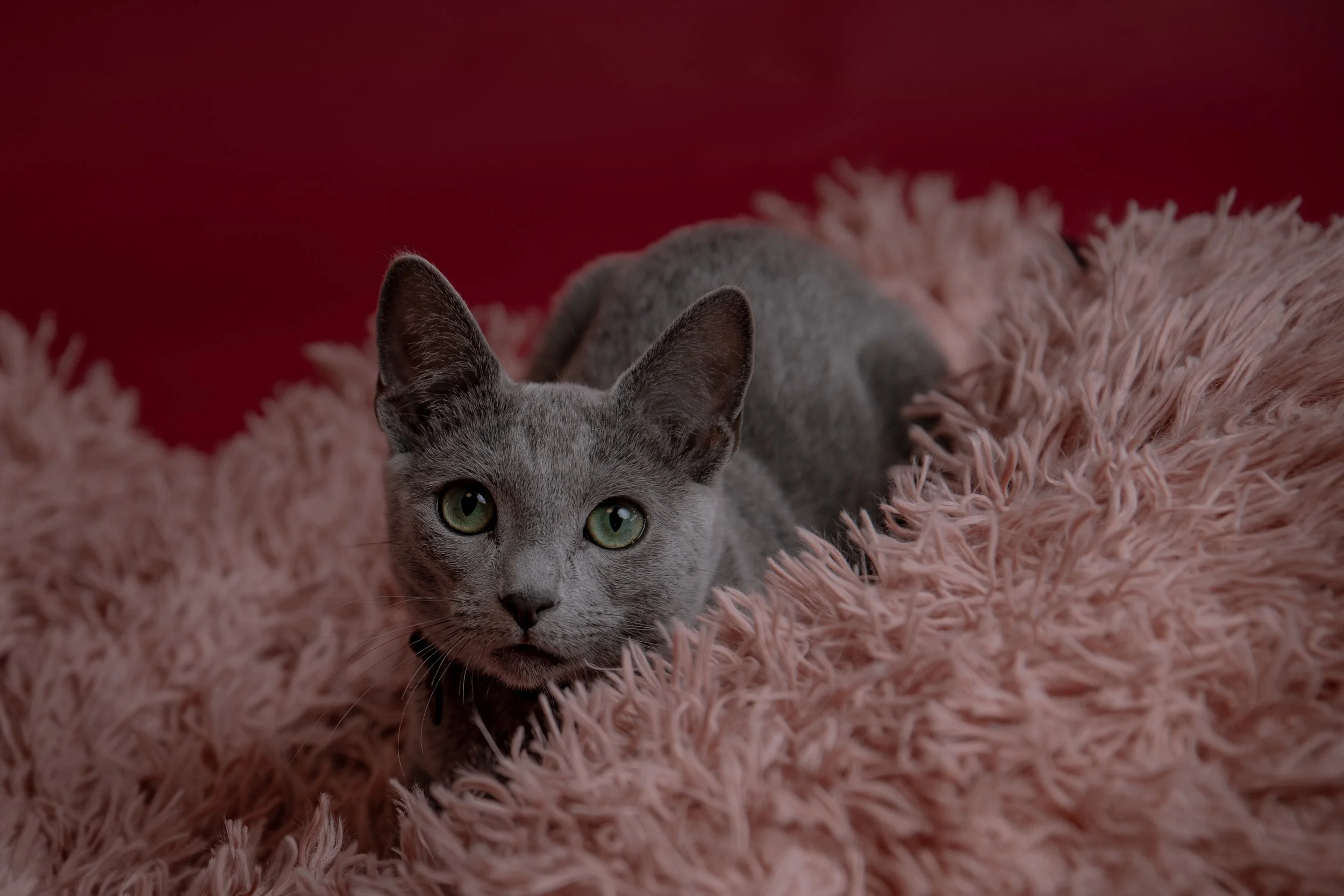 russisch blau Katze kaufen,  Züchter bayern. Verhaltensberatung & Training Katze