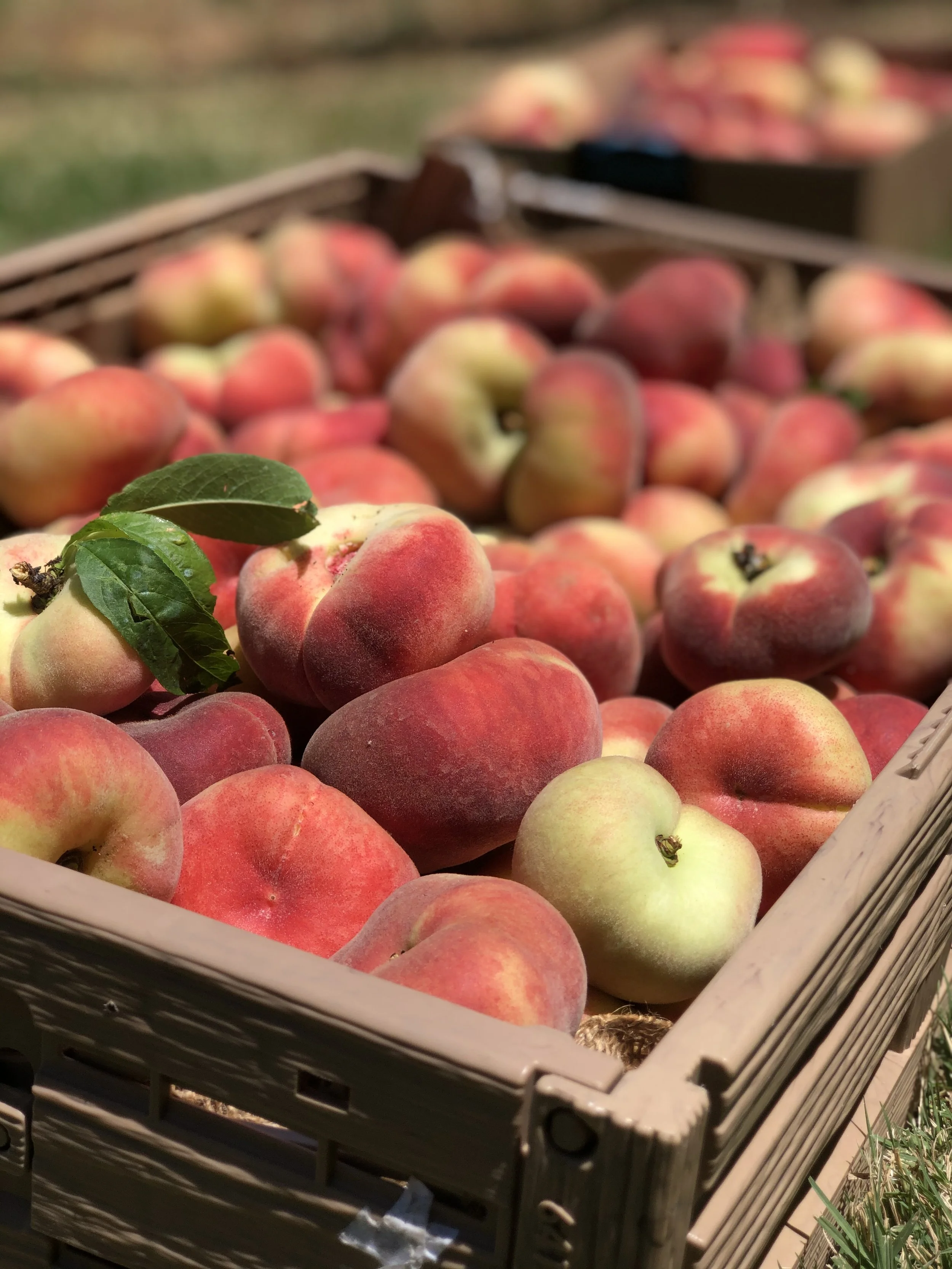 Summertime FruitBox CSA