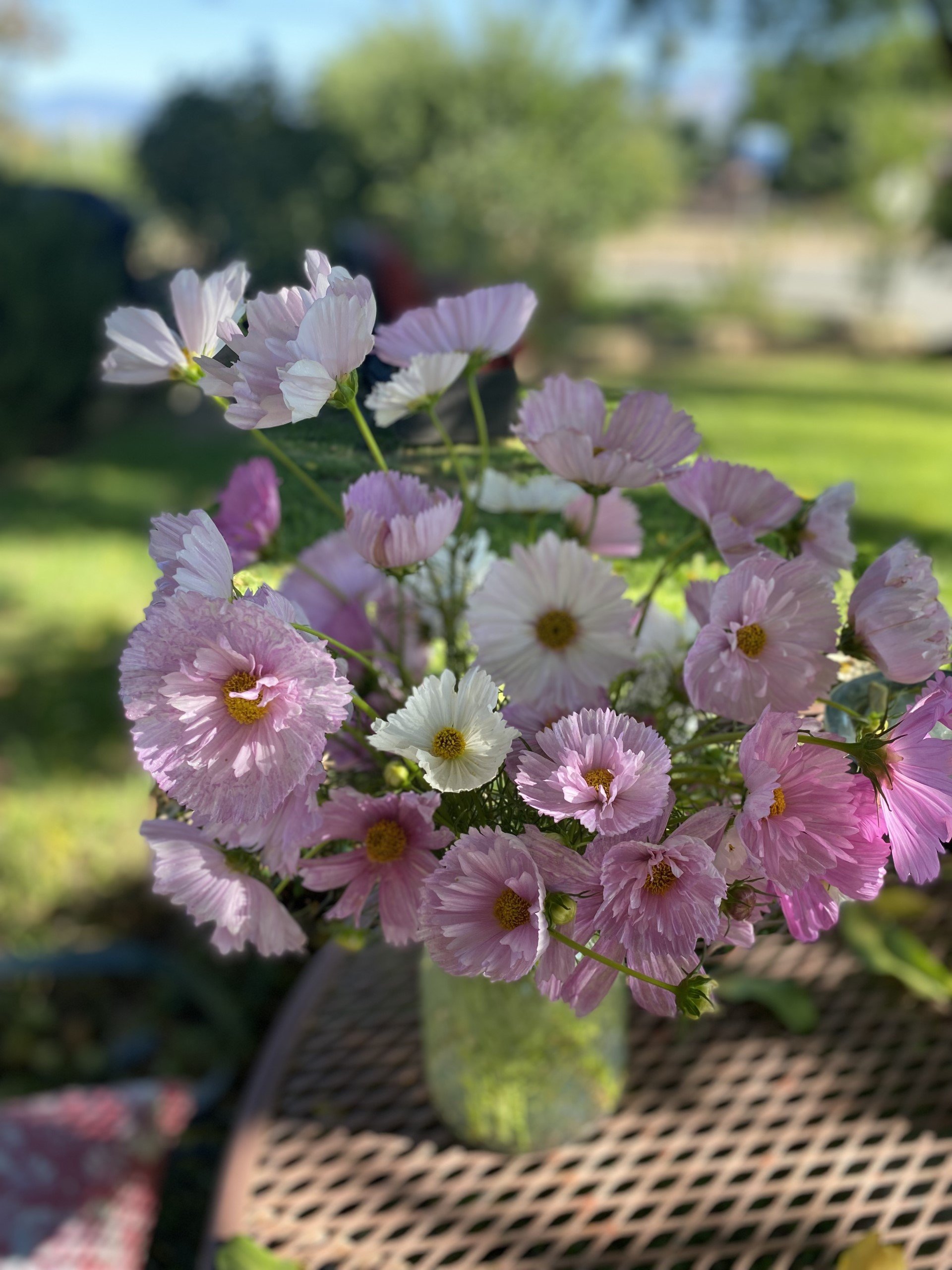 cosmos.jpeg