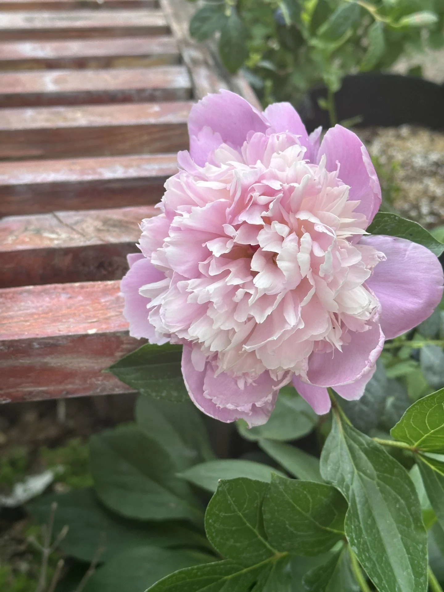 peony1.jpeg