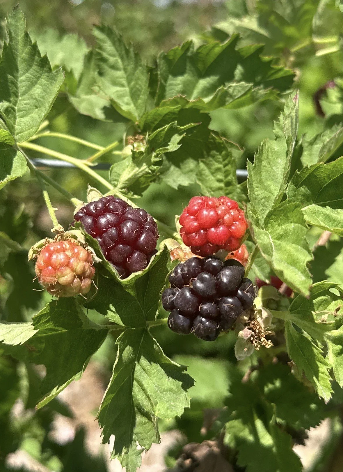 boysenberry.jpeg