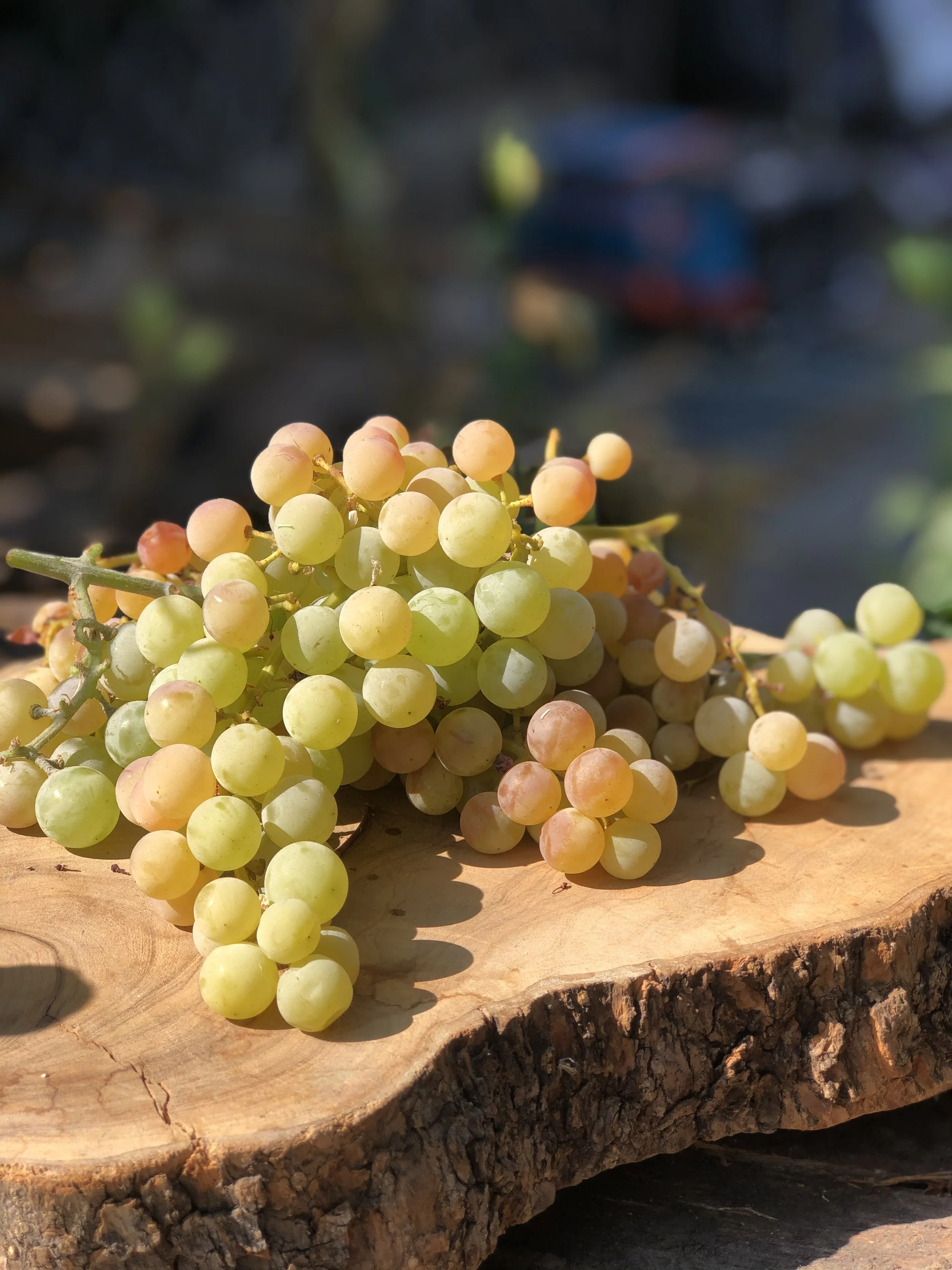 grapes.jpg