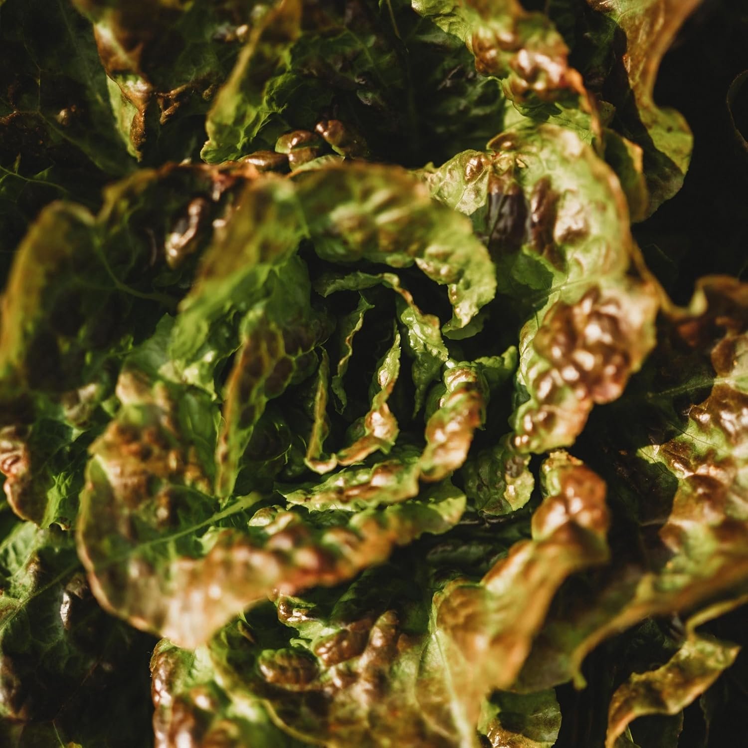 bronze lettuce.jpg