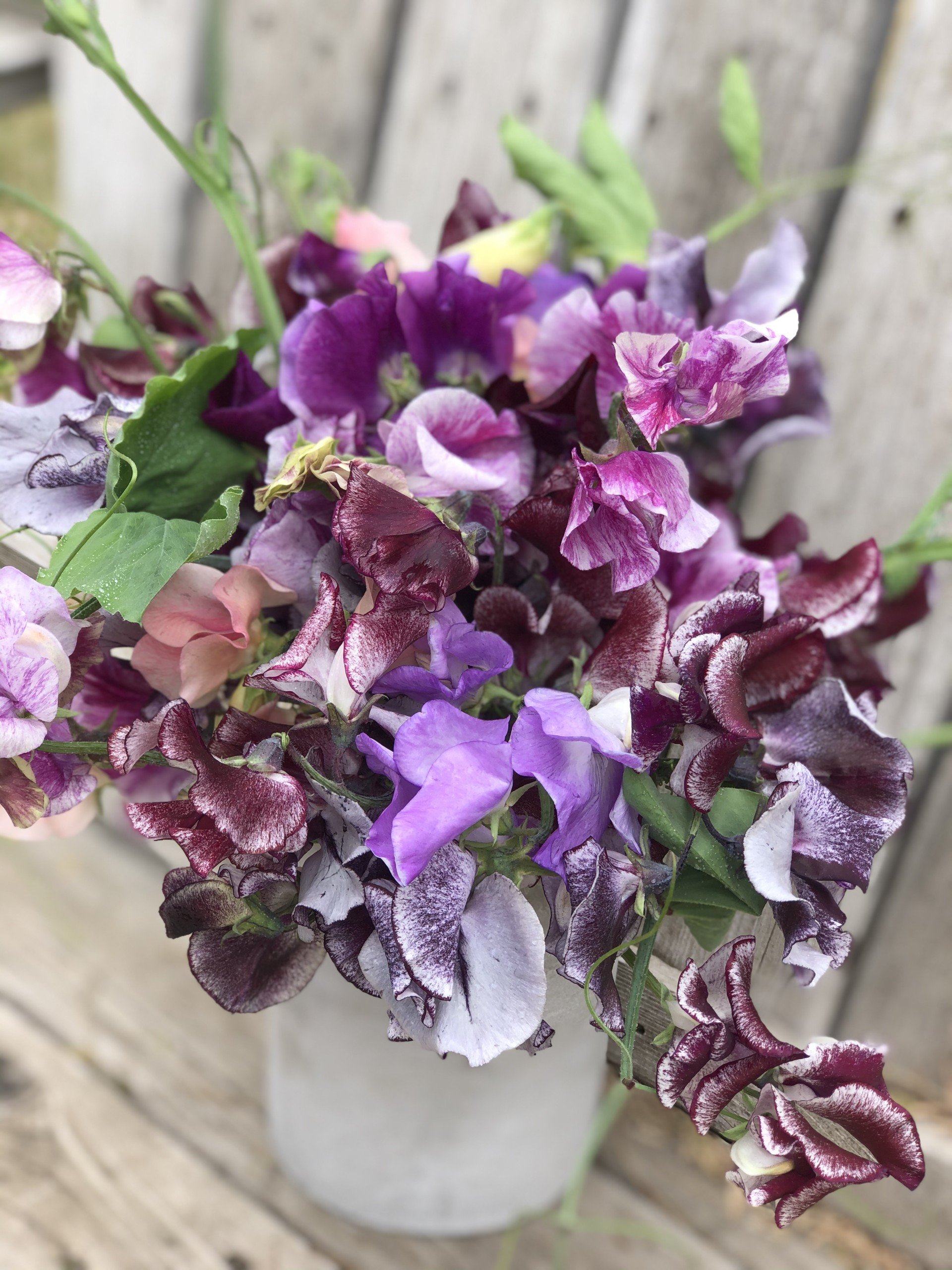 sweet pea 2.jpg
