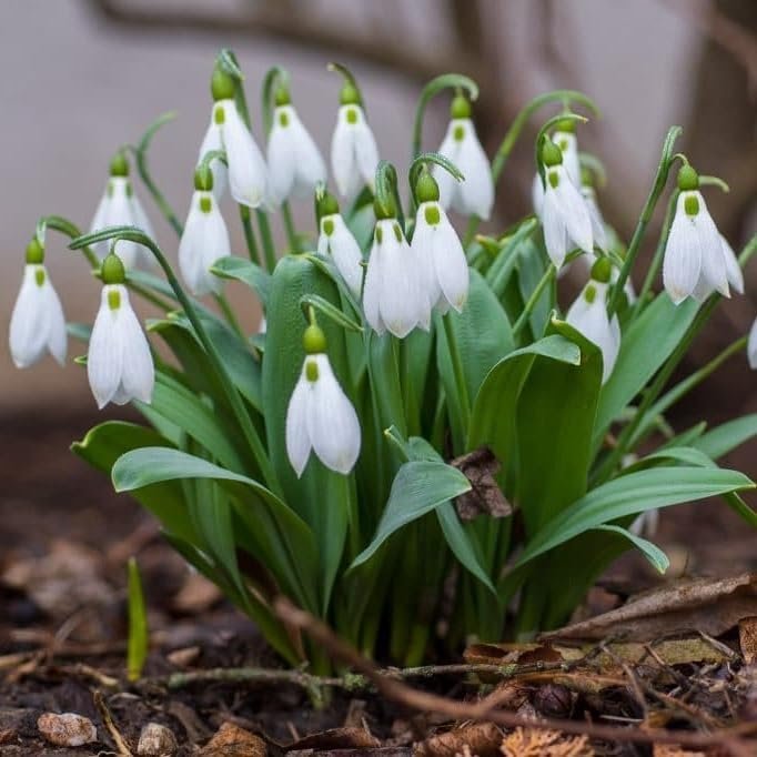 snowdrop.jpg