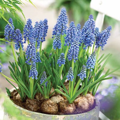 muscari.jpeg
