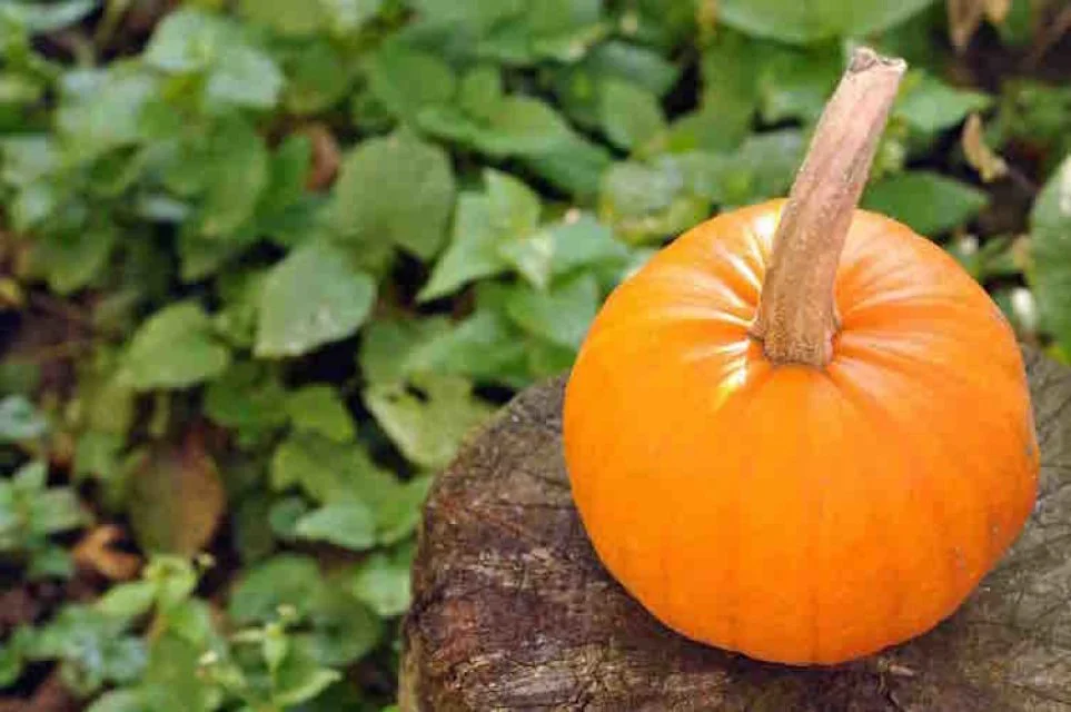 pam pumpkin.jpeg