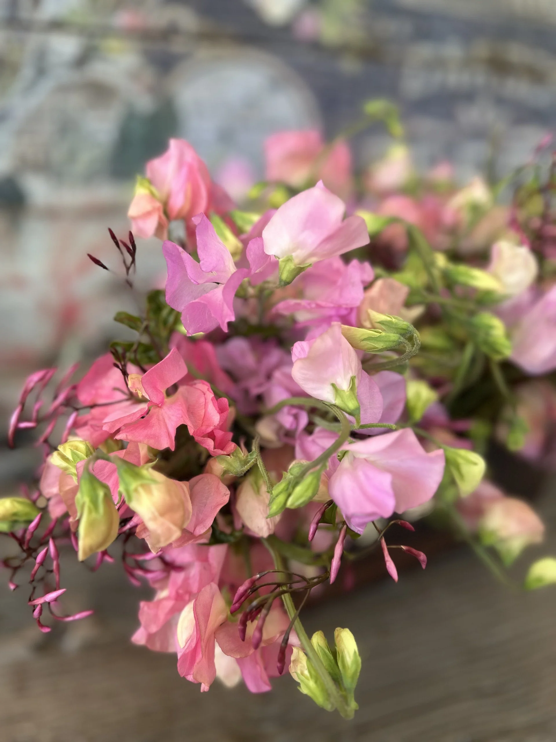 sweet pea bundle.jpg