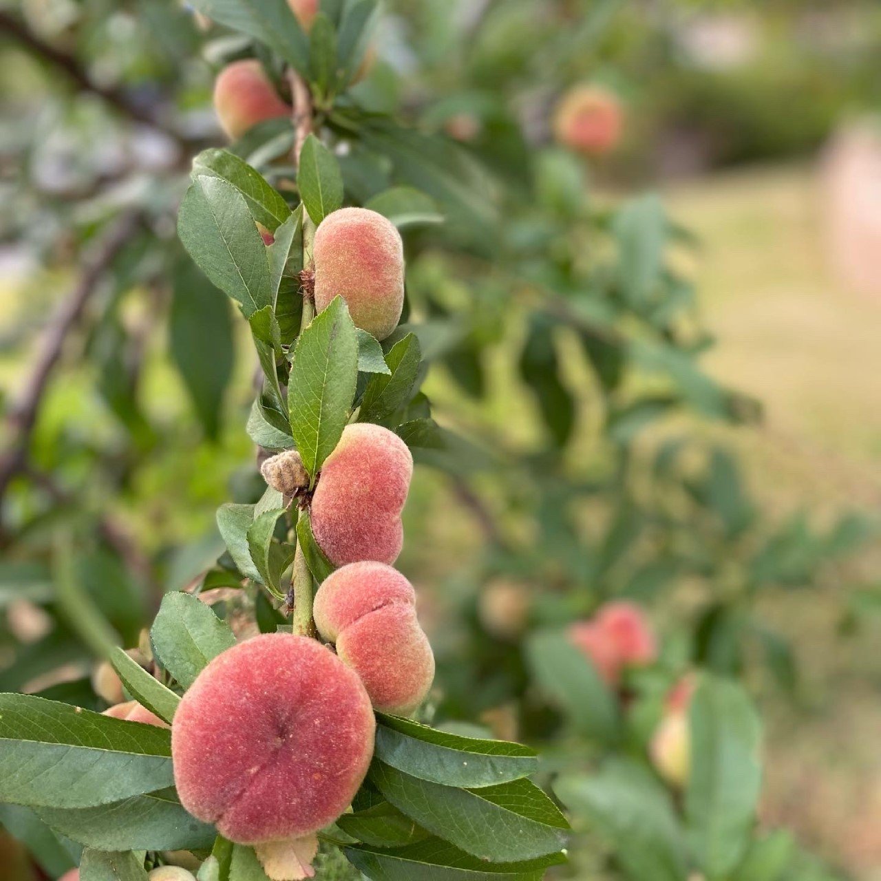 peach.jpeg