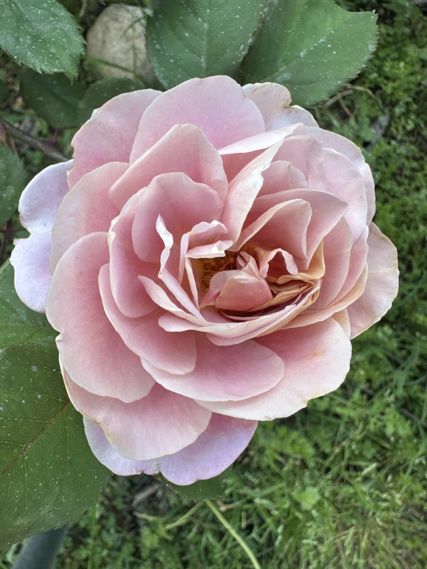 rose3.jpeg