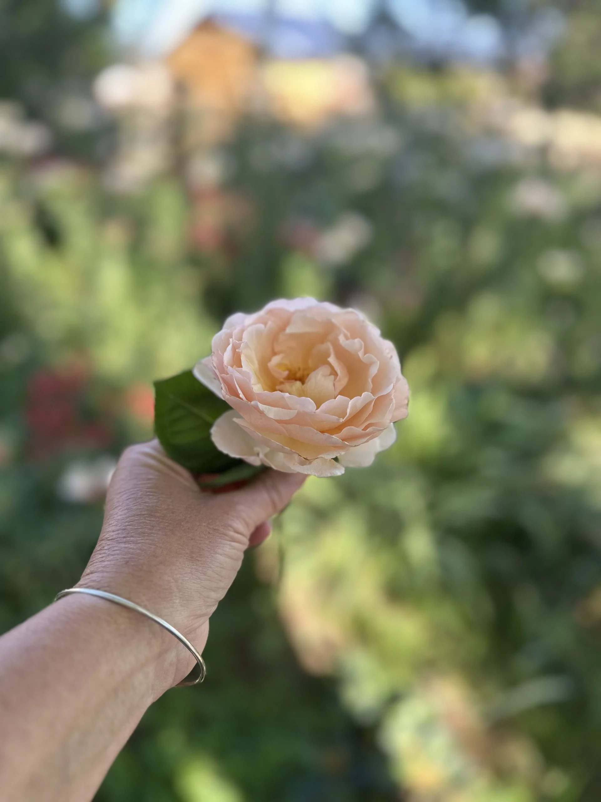 rose.jpeg