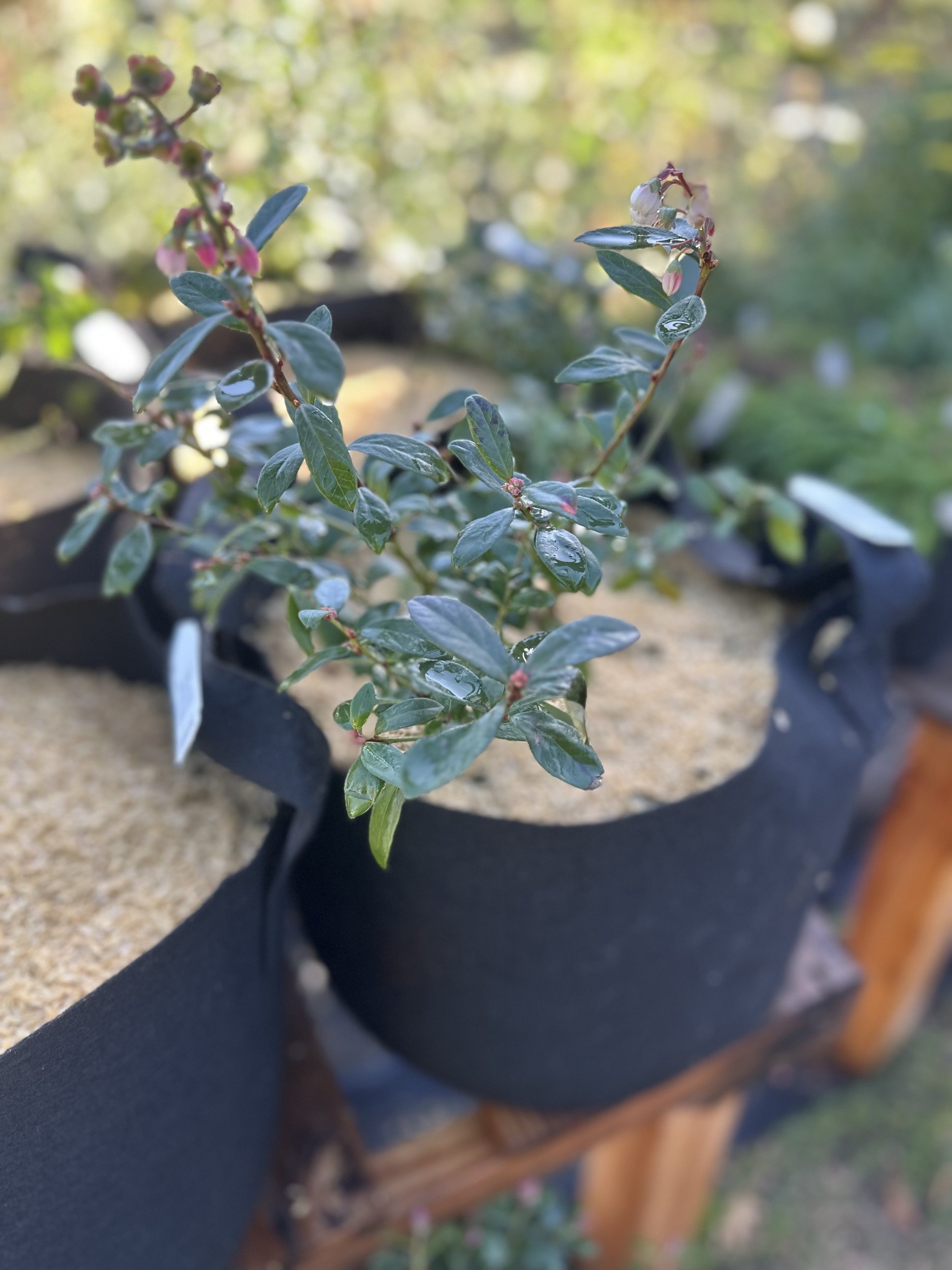 growbag blueberry.jpg
