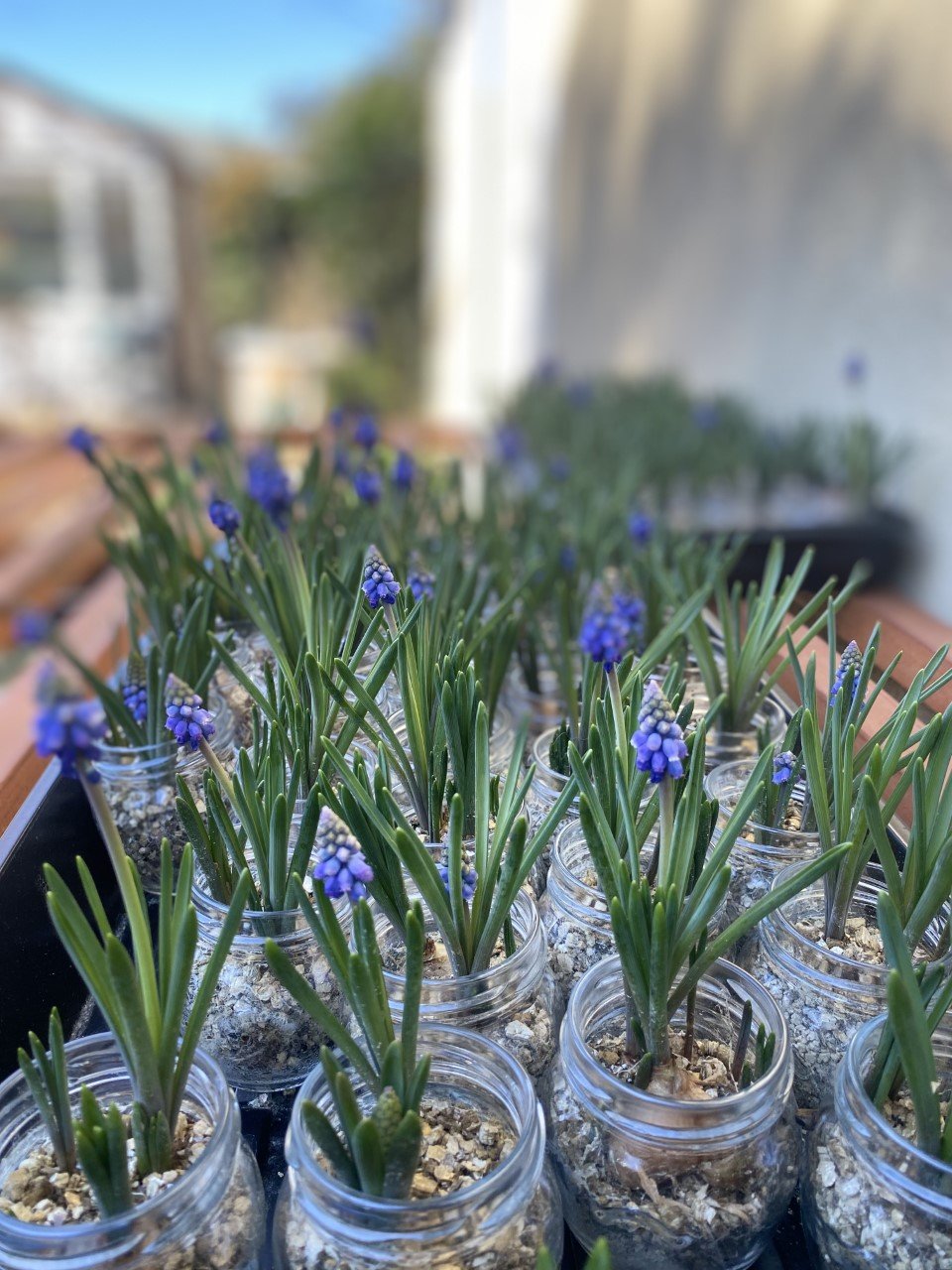 muscari.jpeg