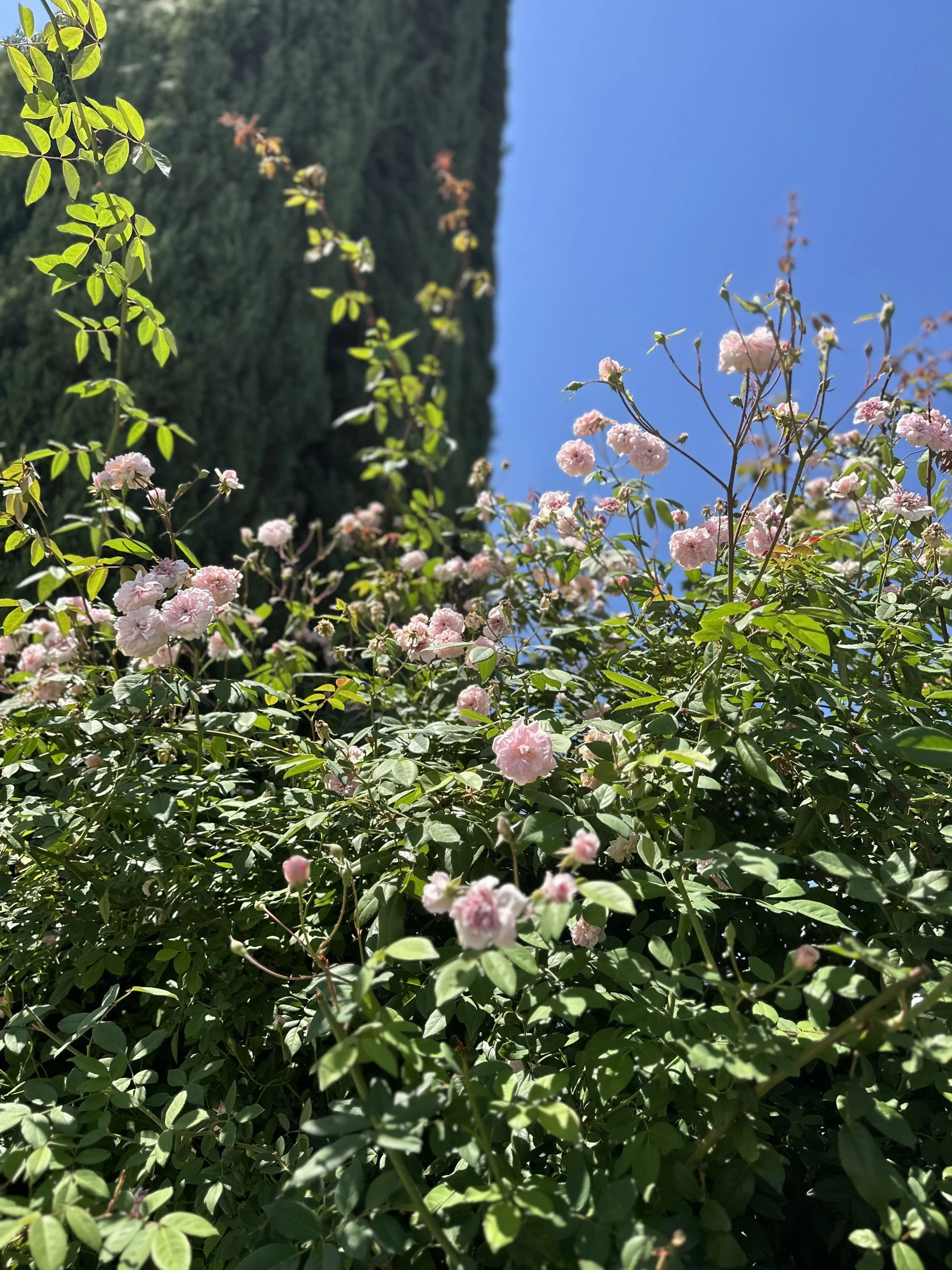 rose1.jpeg