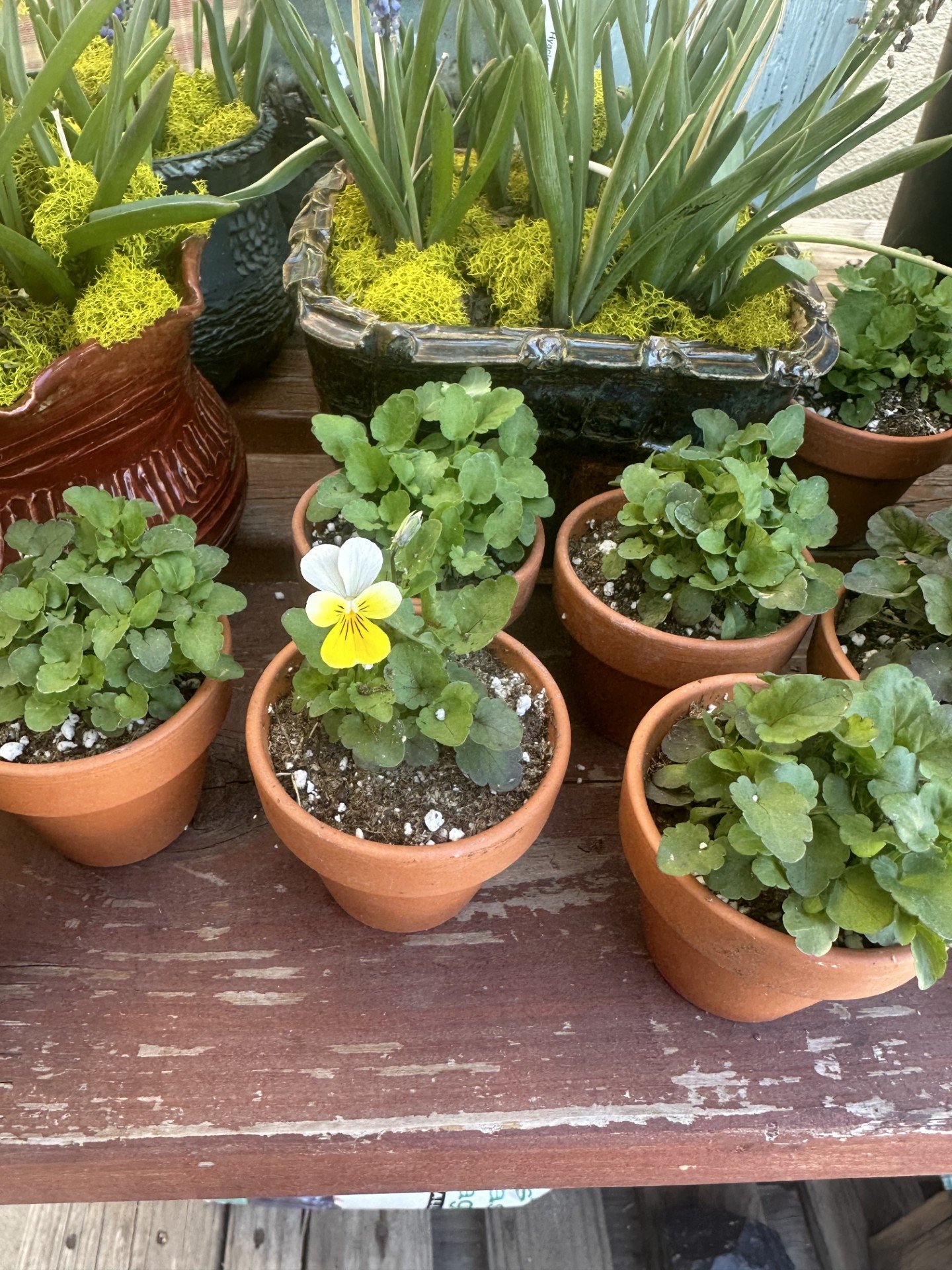 violets.jpg