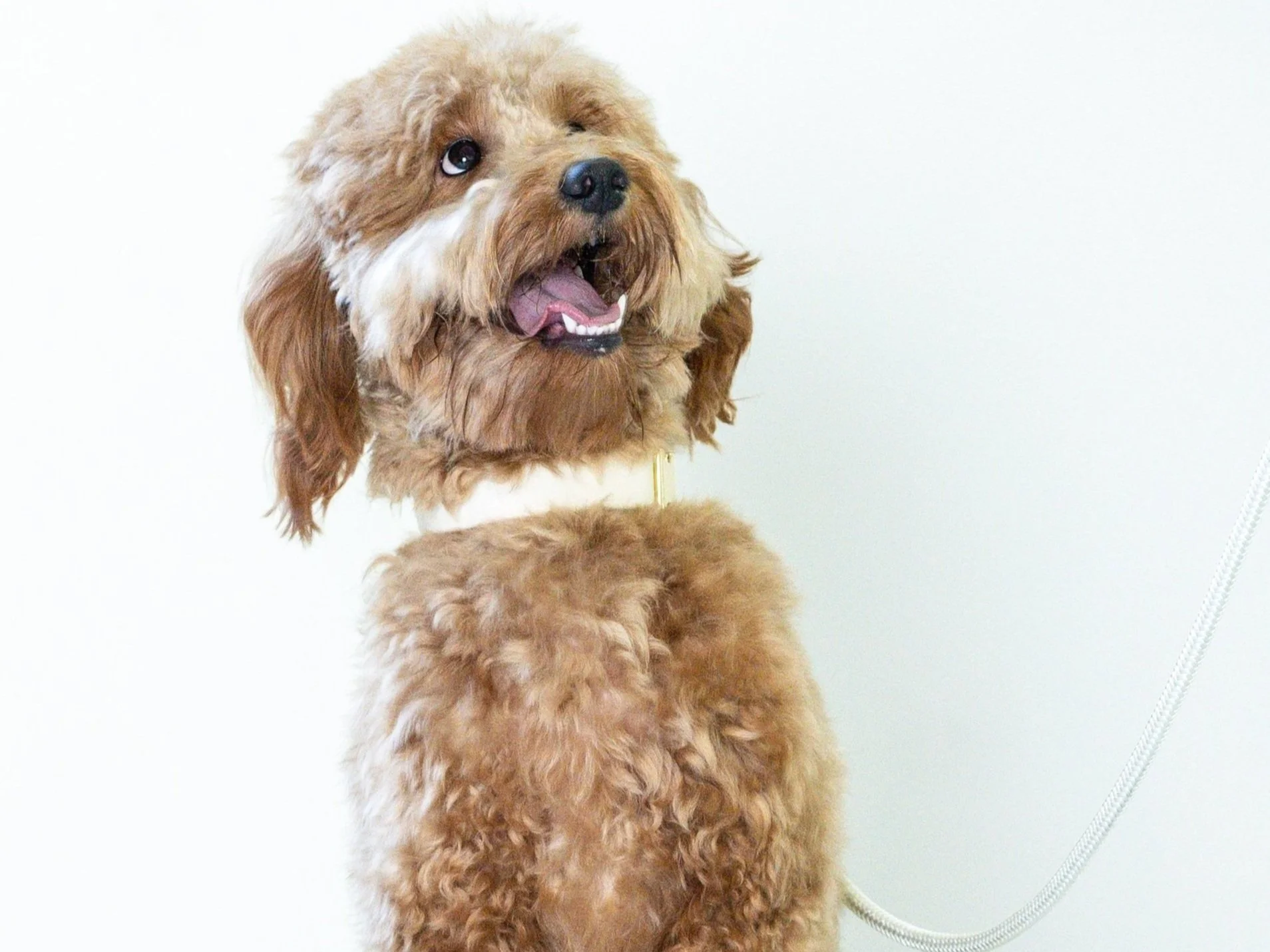 25-231023 Roseville dogs.jpg