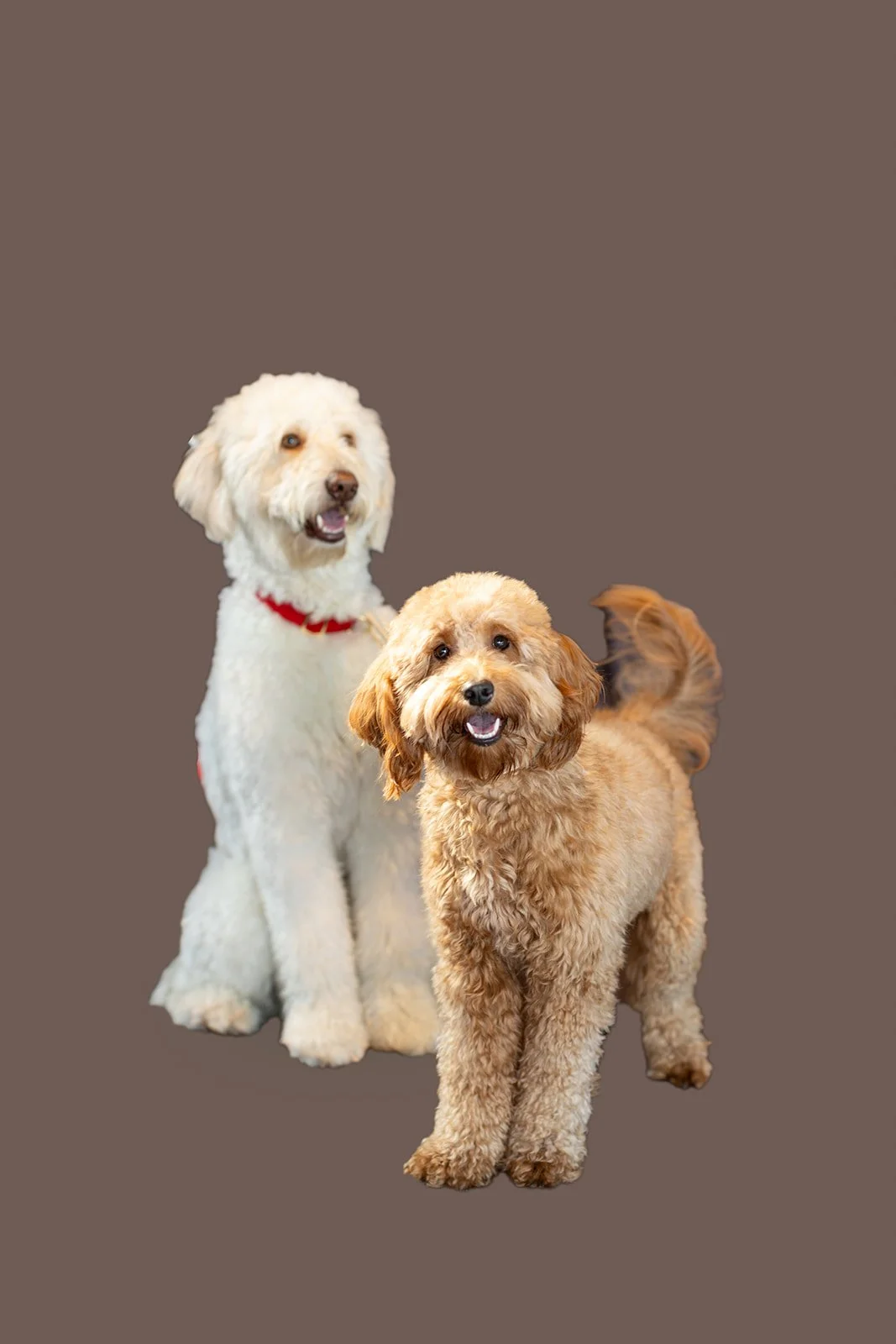13-231023 Roseville dogs.jpg