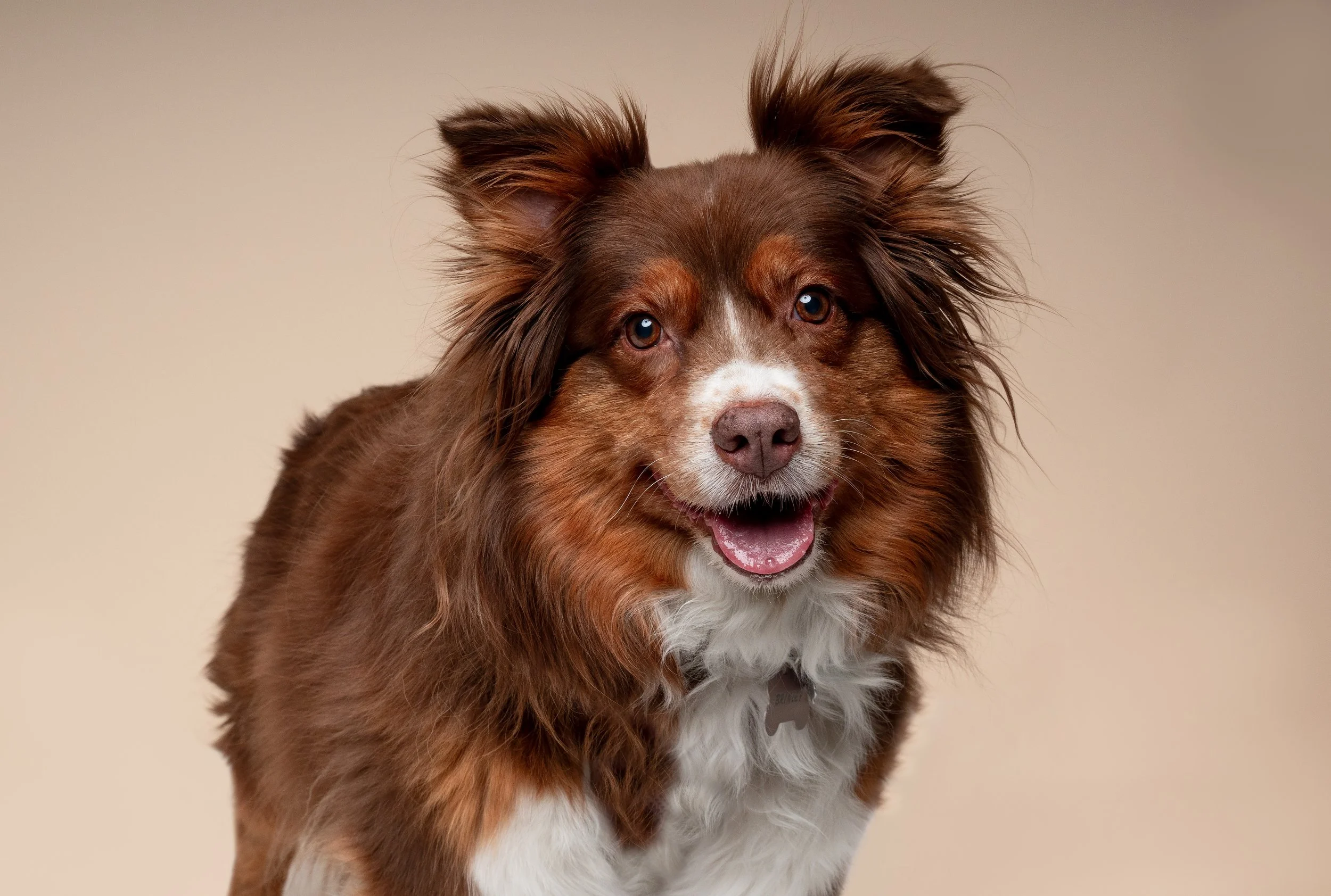 australian-shepherd-portrait-photoshoot-brown.jpg