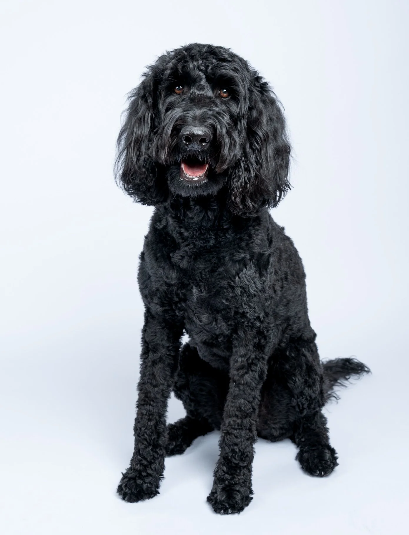 black-dog-photosession-studio-portrait-photography.jpg