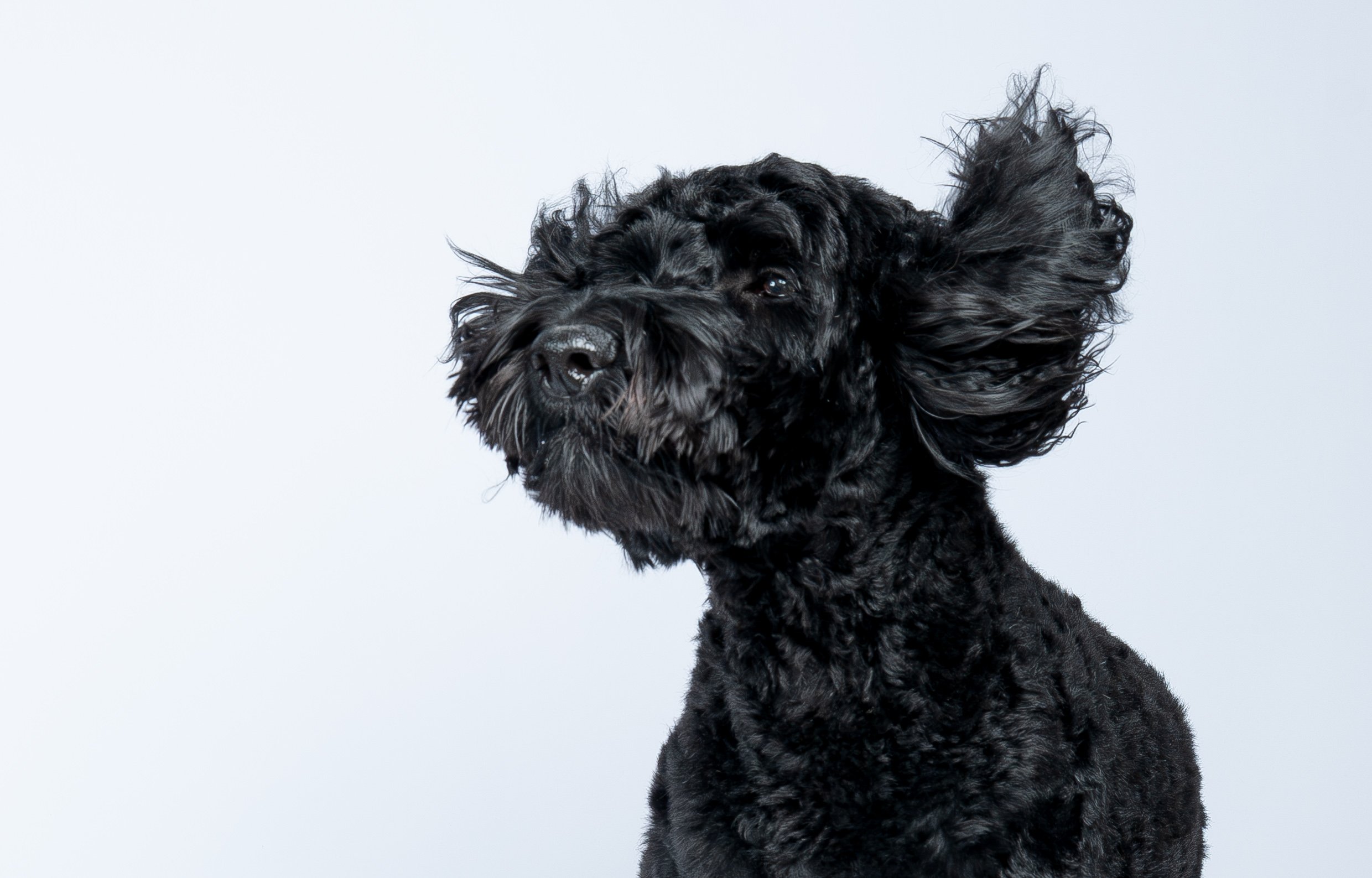 beautiful-black-dog-white-studio-backdrop.jpg
