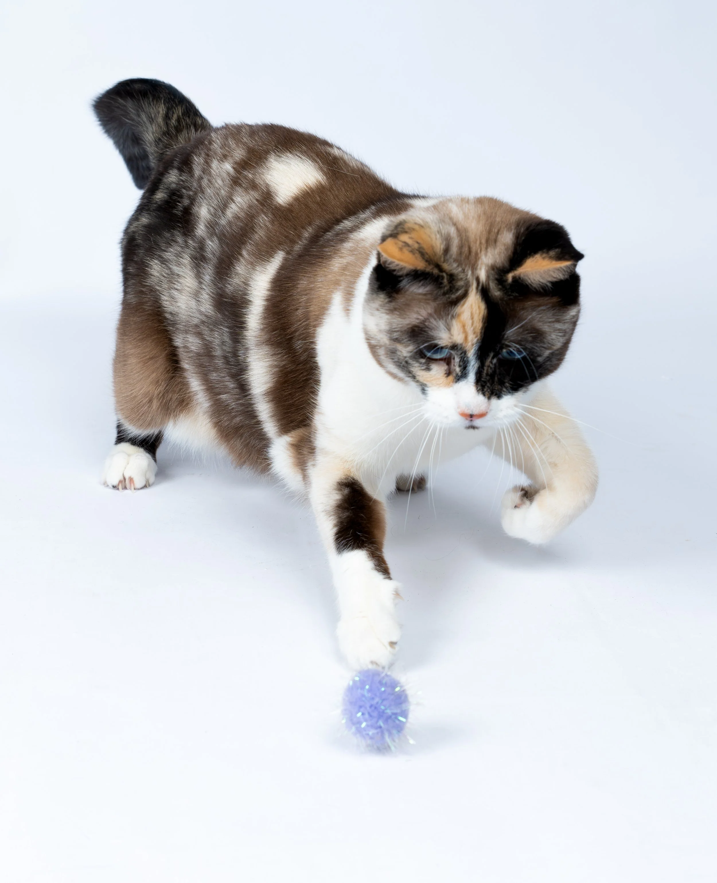 cat-playing-photosession.jpg