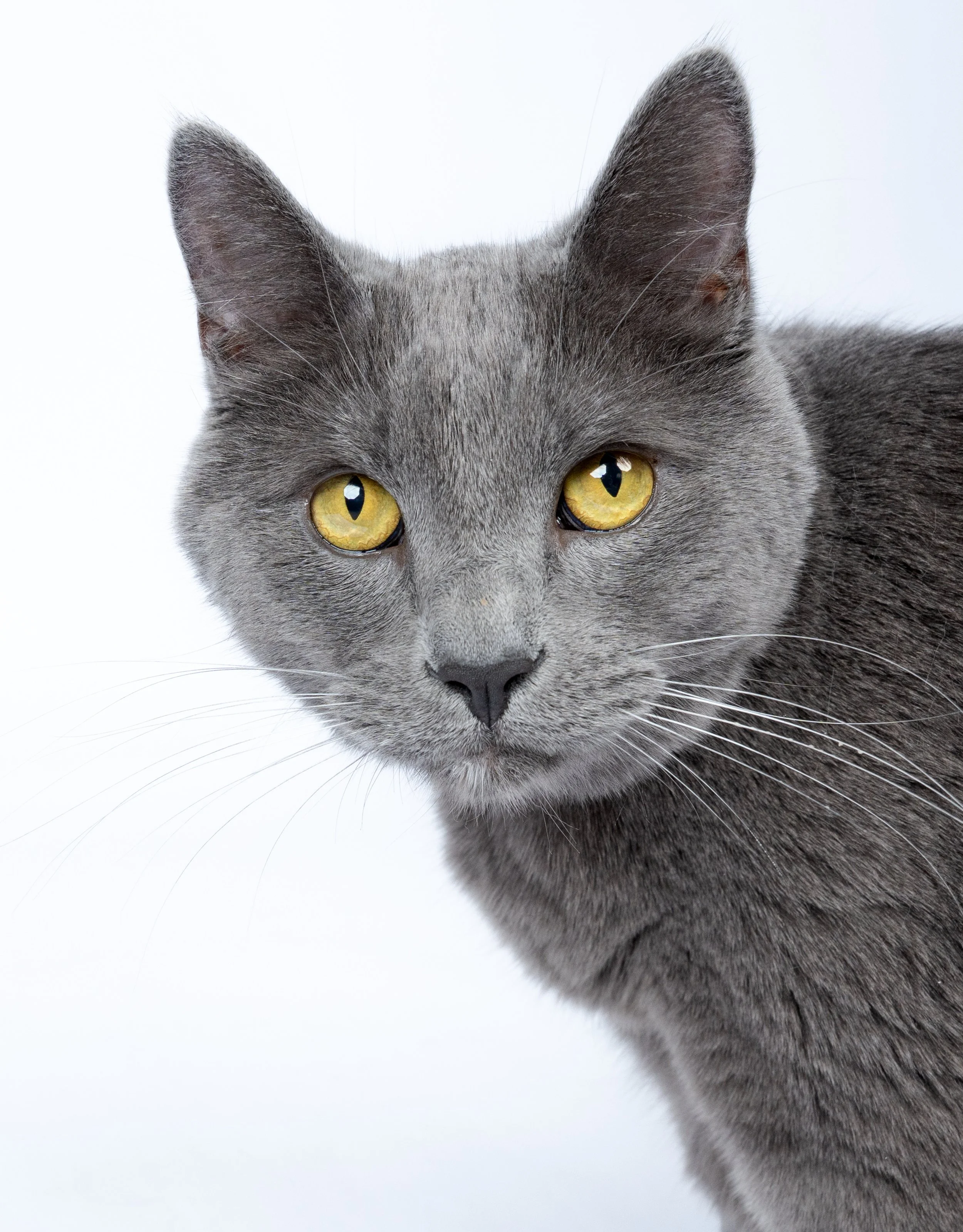 gray-cat-portrait.jpg