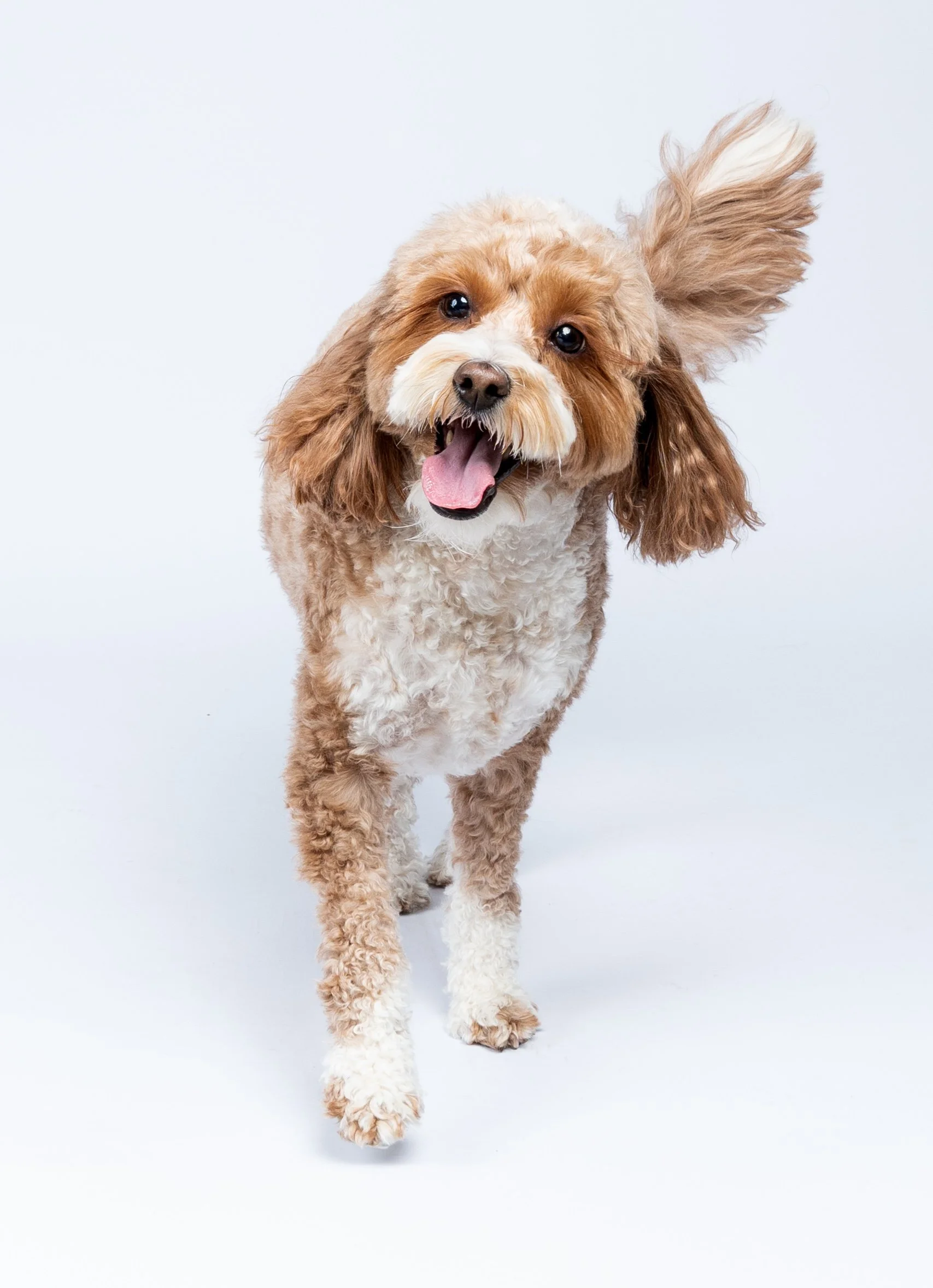 happy-smiling-small-dog.jpg
