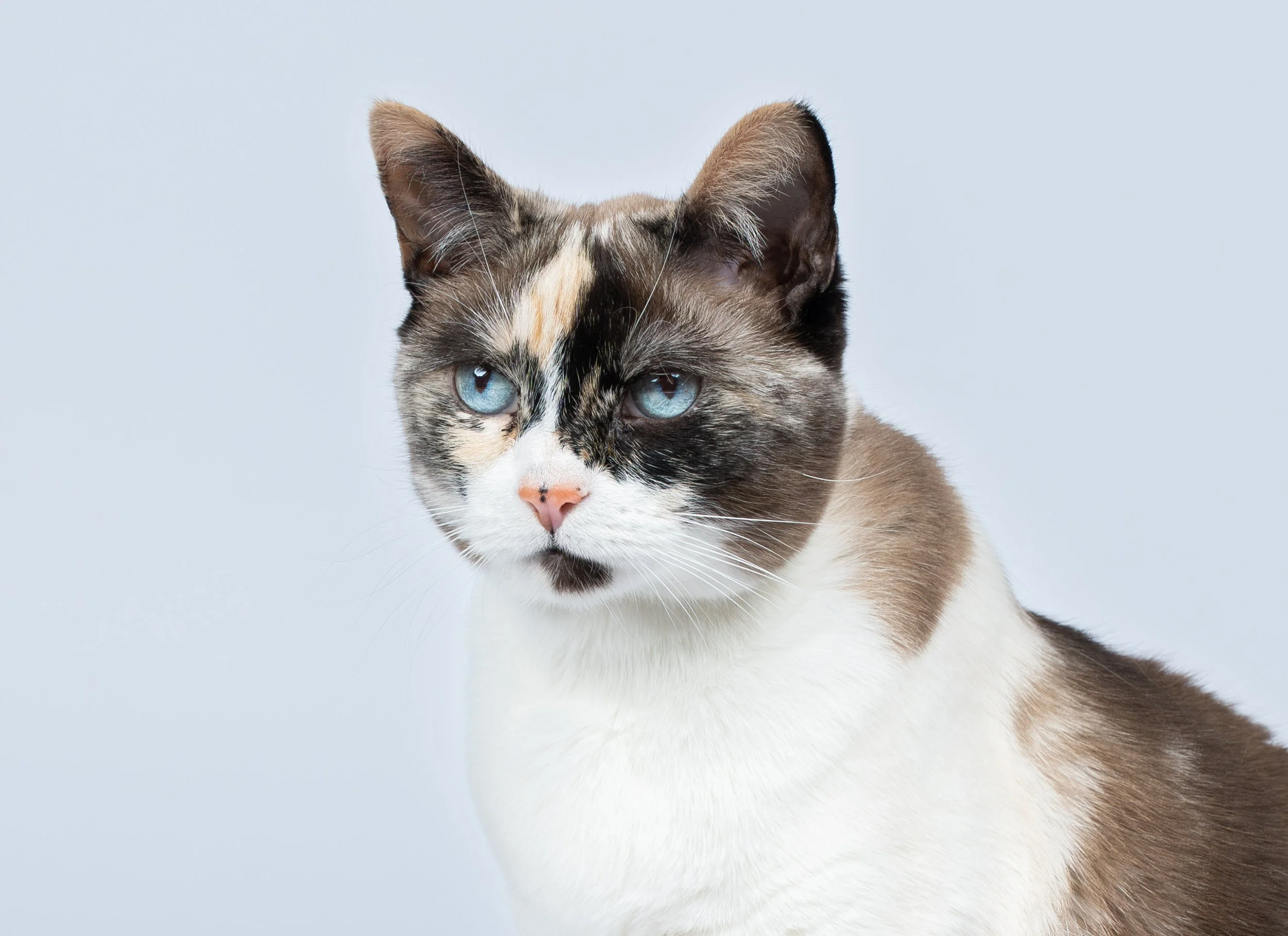 siamese-calico-cat-portrait.jpg