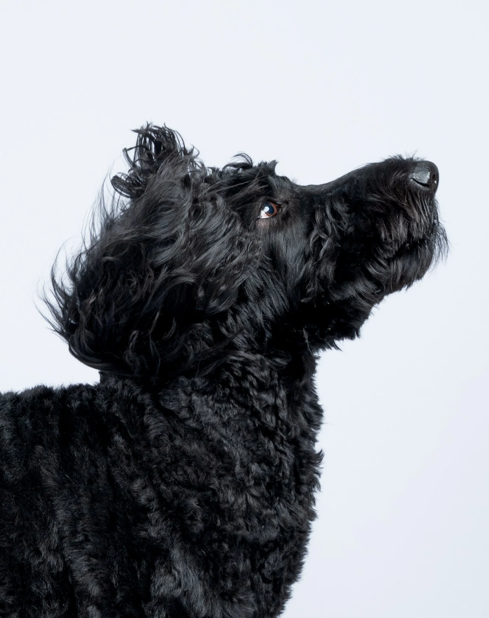 artistic-fine-art-black-dog-studio-portrait.jpg