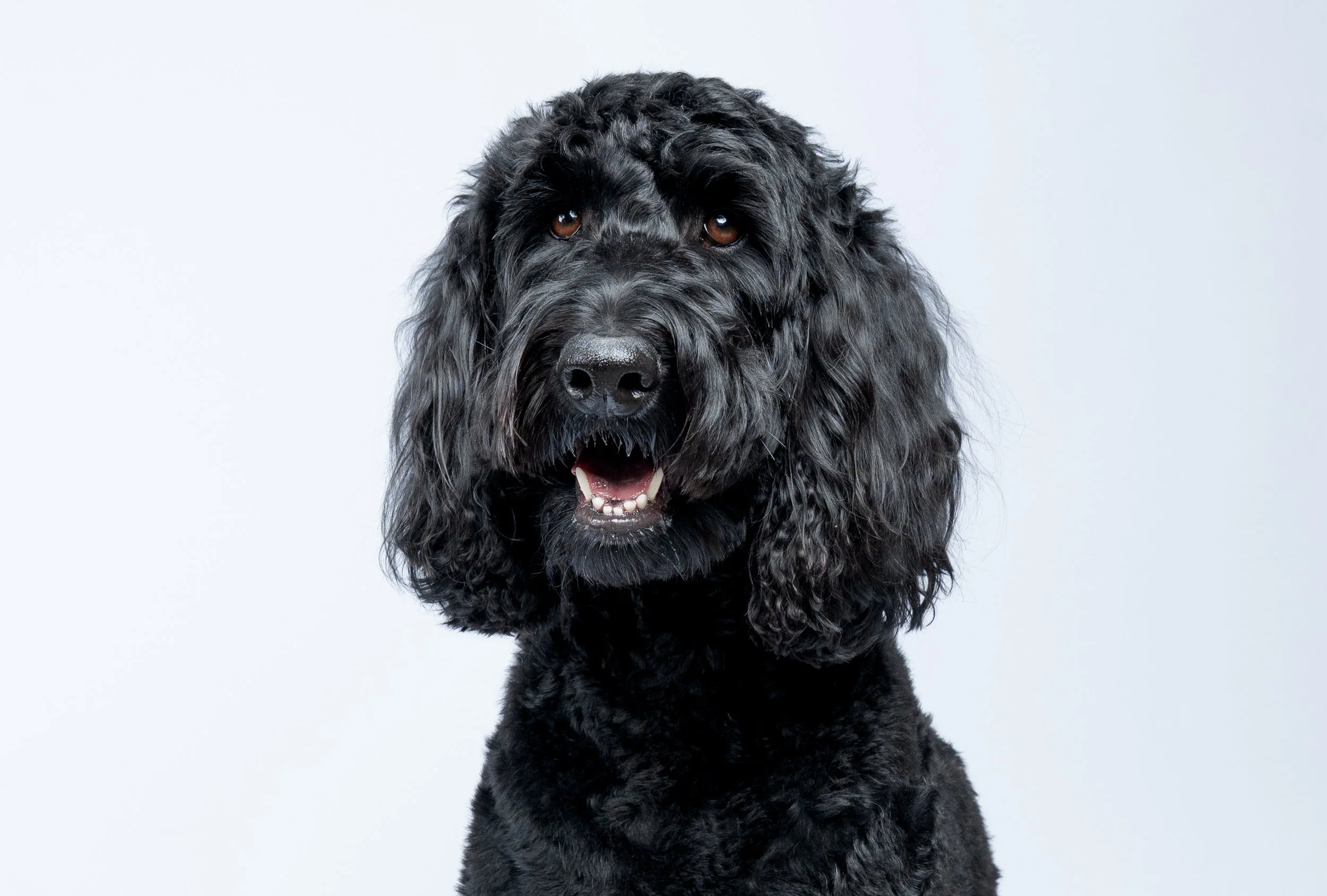 black-dog-studio-portrait.jpg
