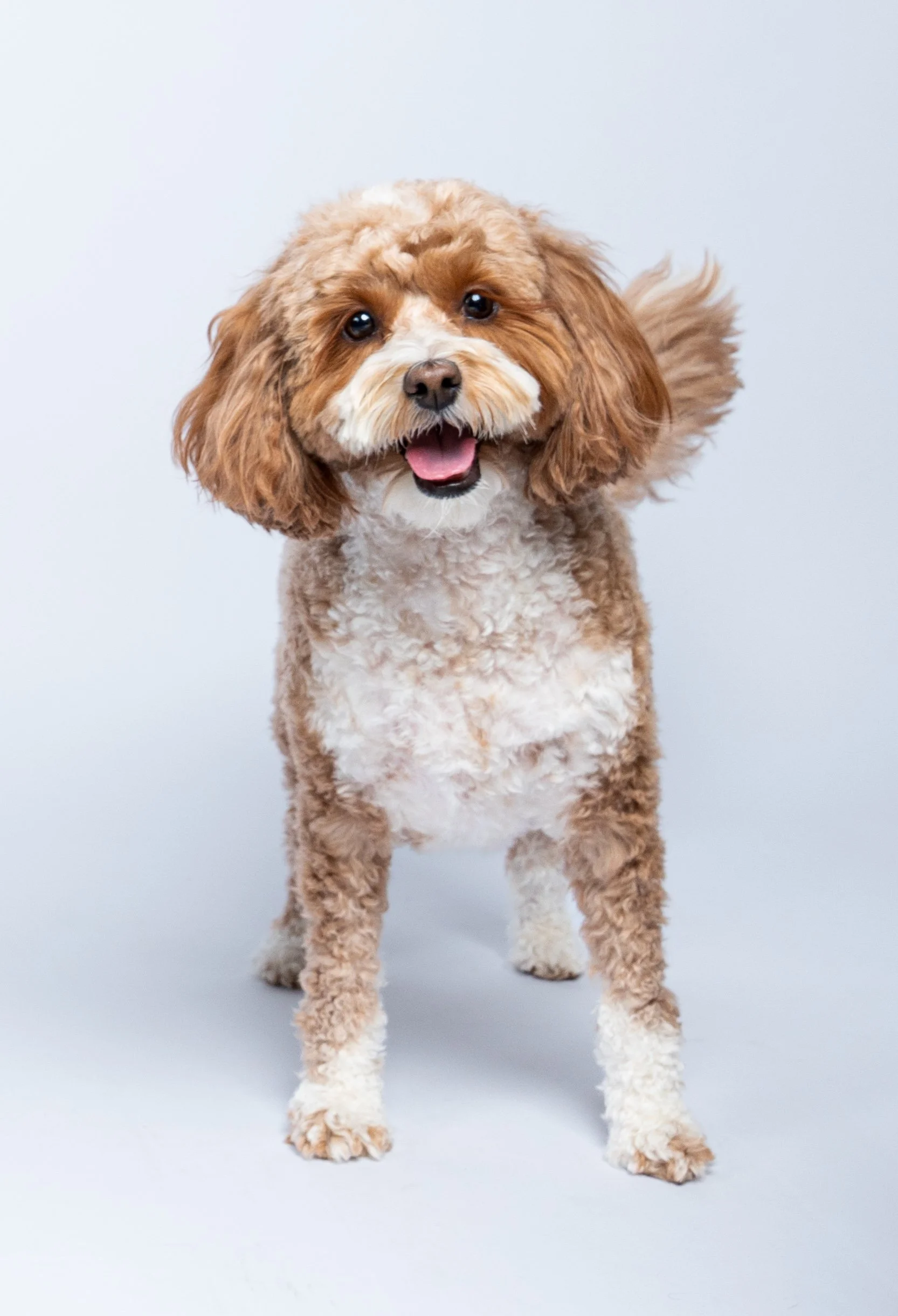 happy-poodle-portrait.jpg
