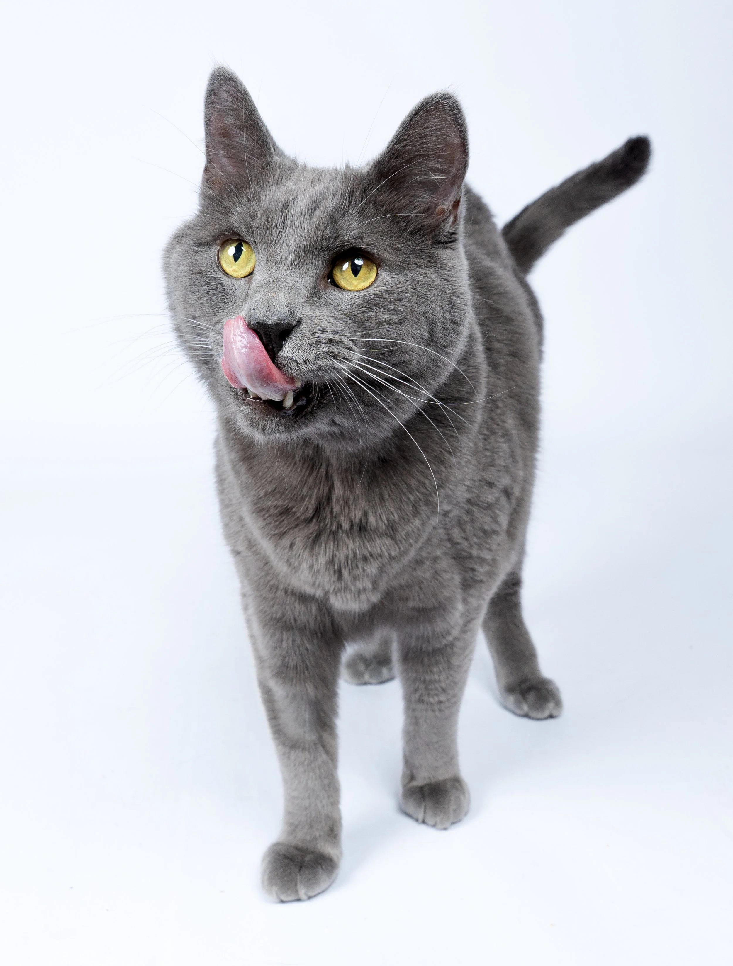 hungry-gray-cat-funny-studio-portrait.jpg