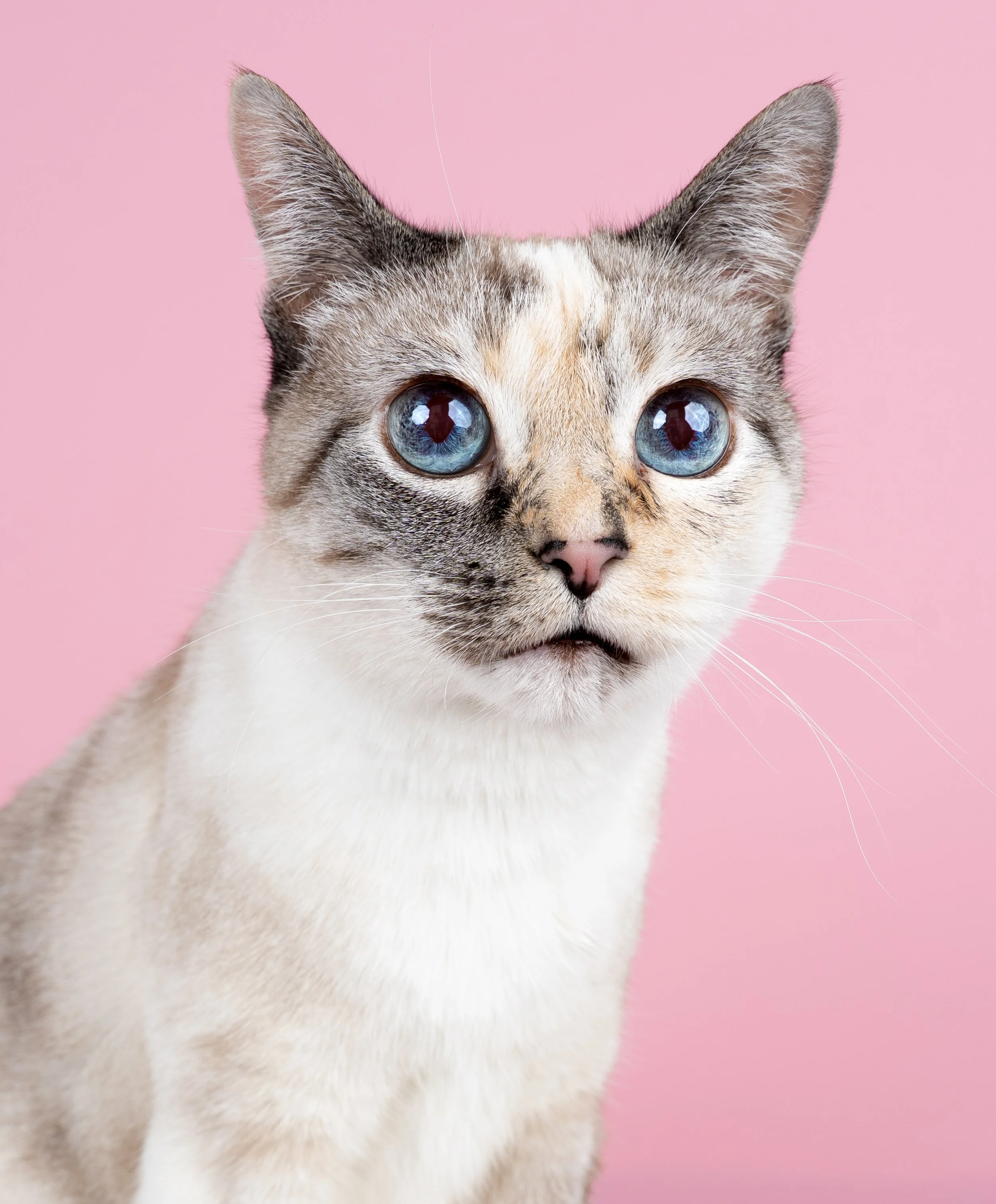 Close-up of a cat's face against a pink background, showing blue eyes and gray, white, and tan fur.
