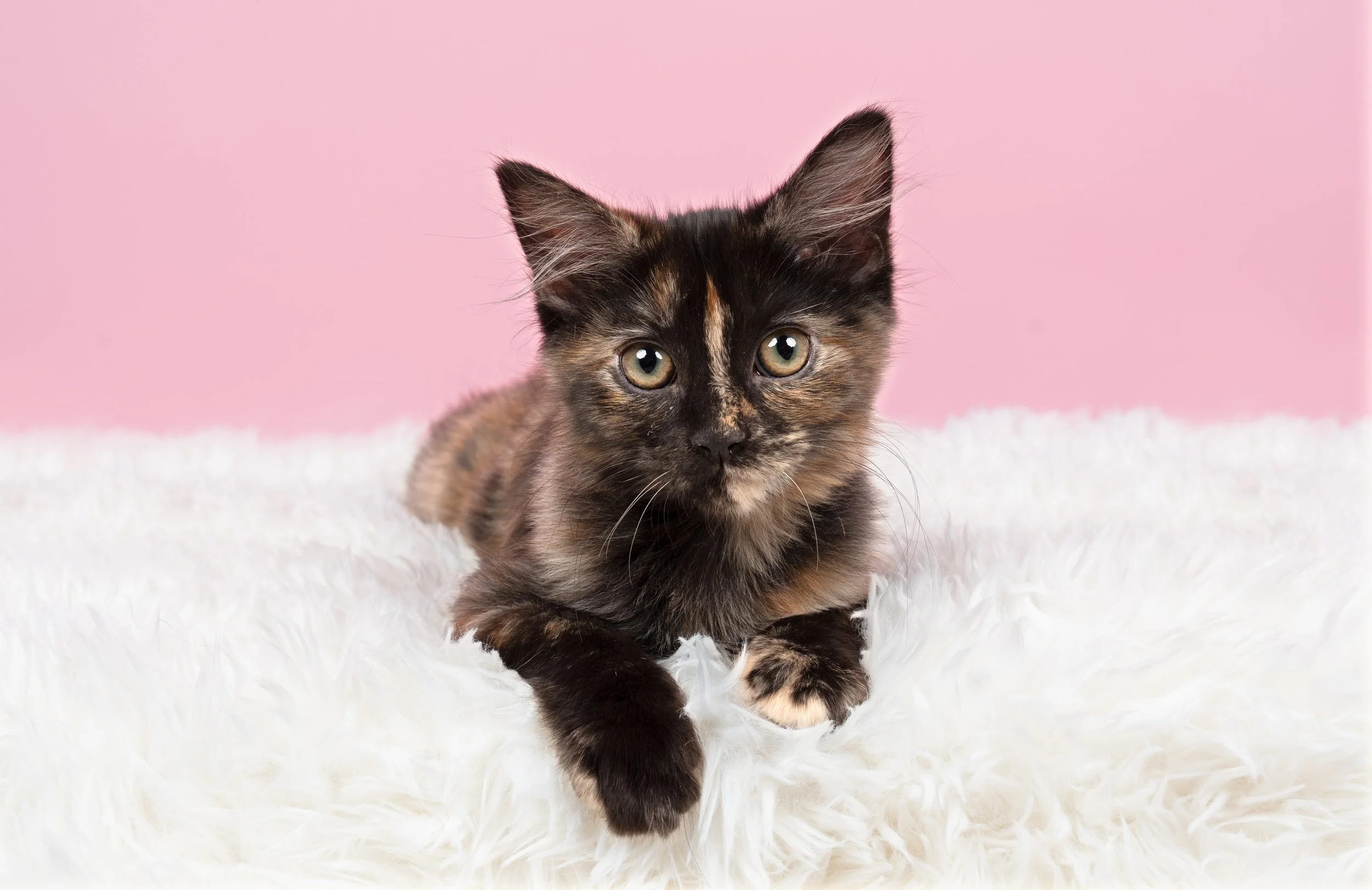 kitten-newborn-photoshoot-pink-fluffy.jpg