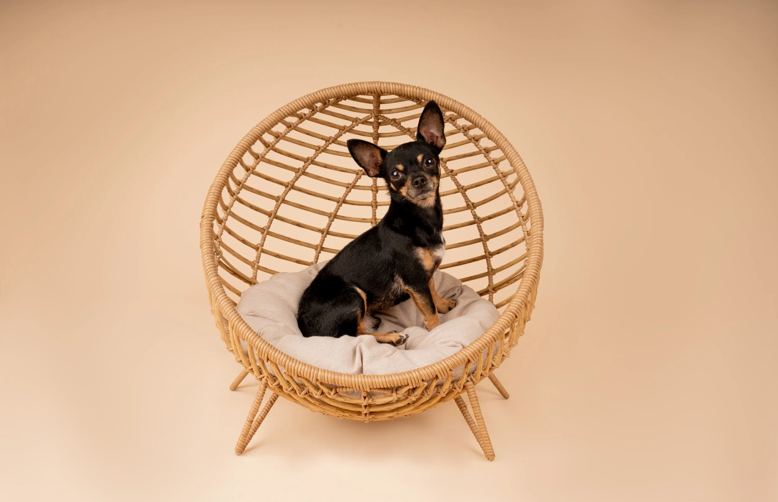 chihuahua-dog-portrait.jpg