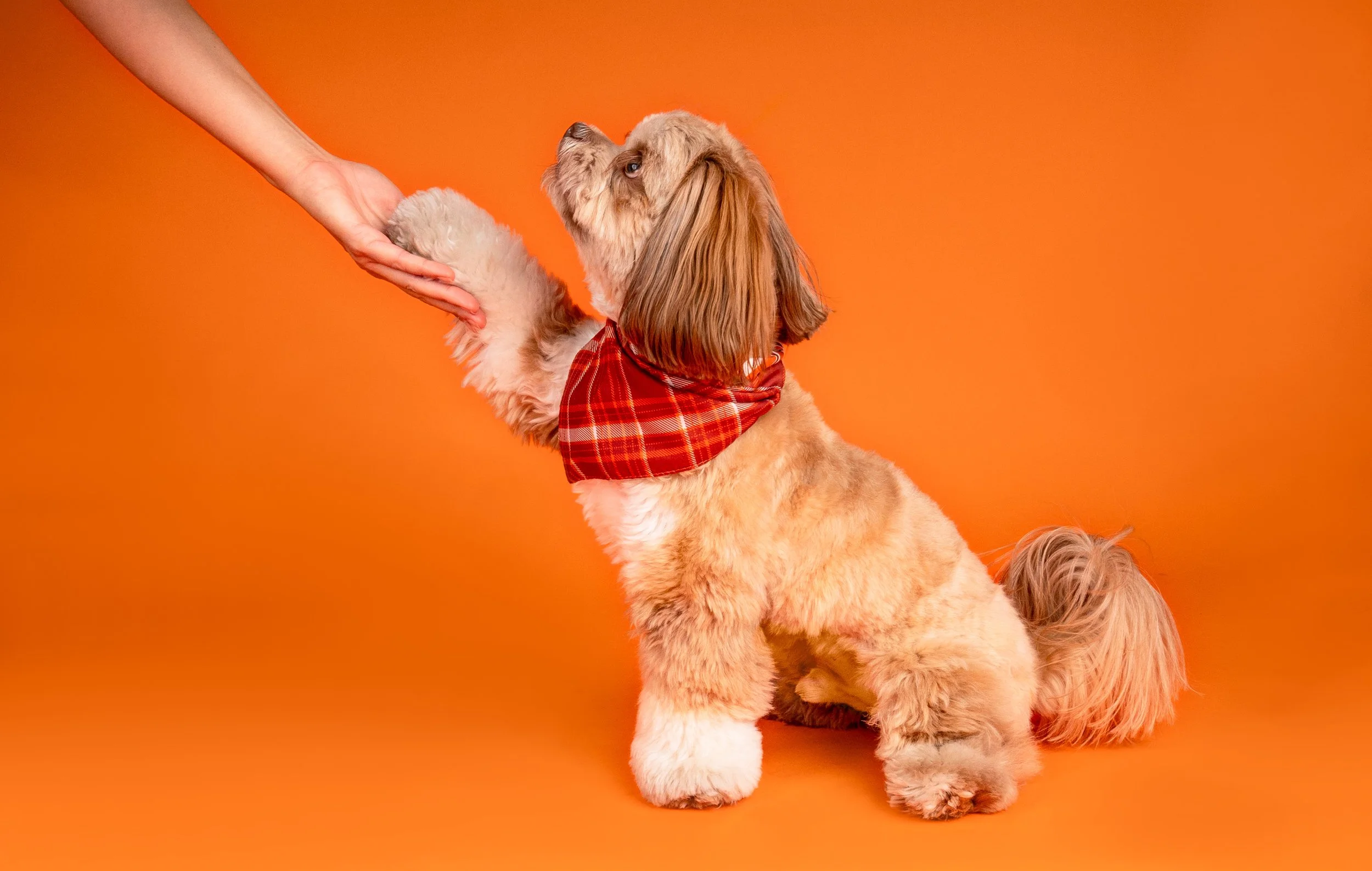 dog-holding-hands-owner-portrait.jpg