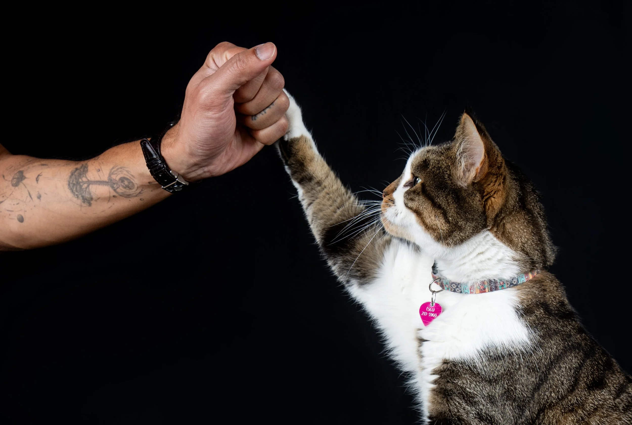 cat-model-portrait-black-background.jpg