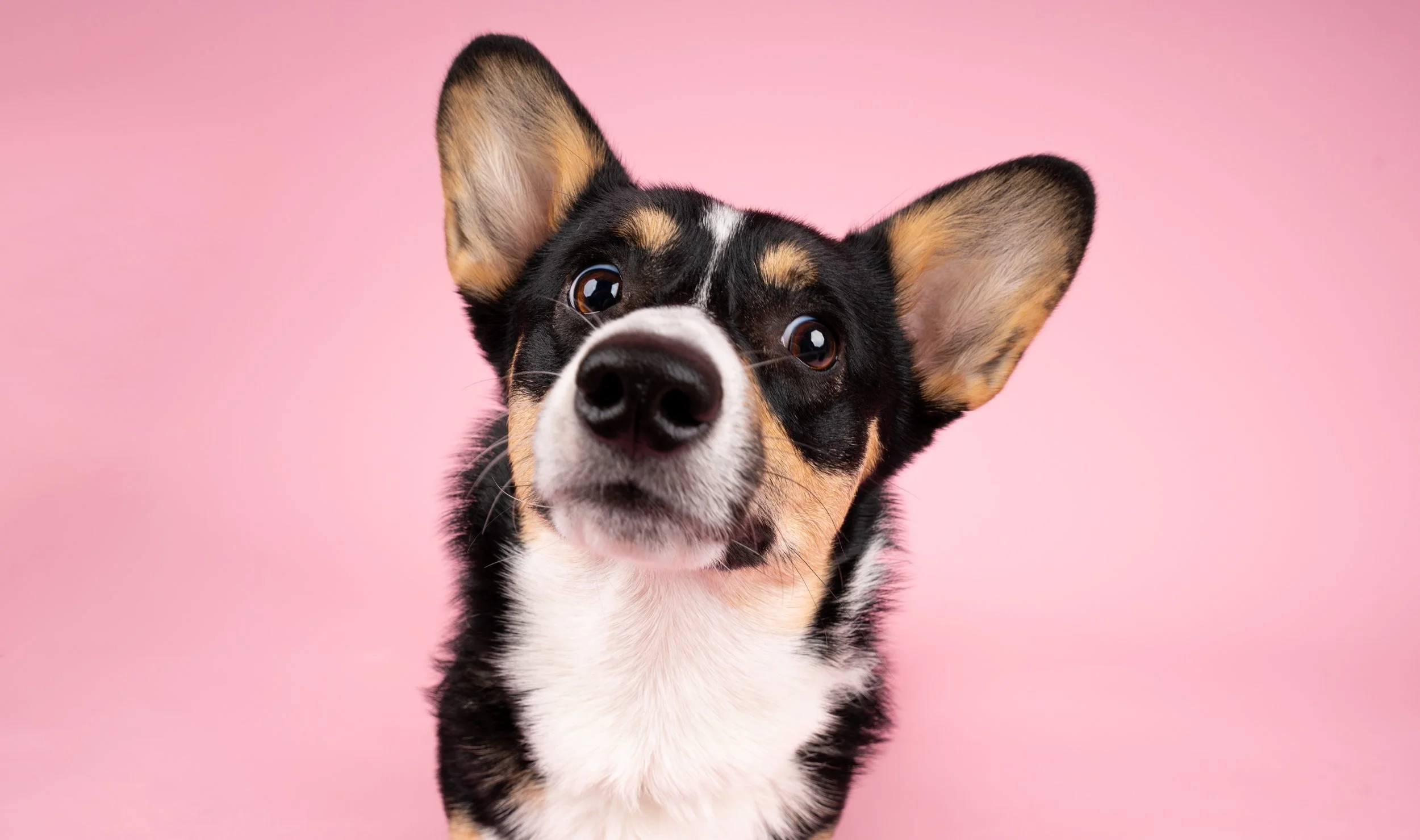 corgi-photo-studio-pink-backdrop.jpg