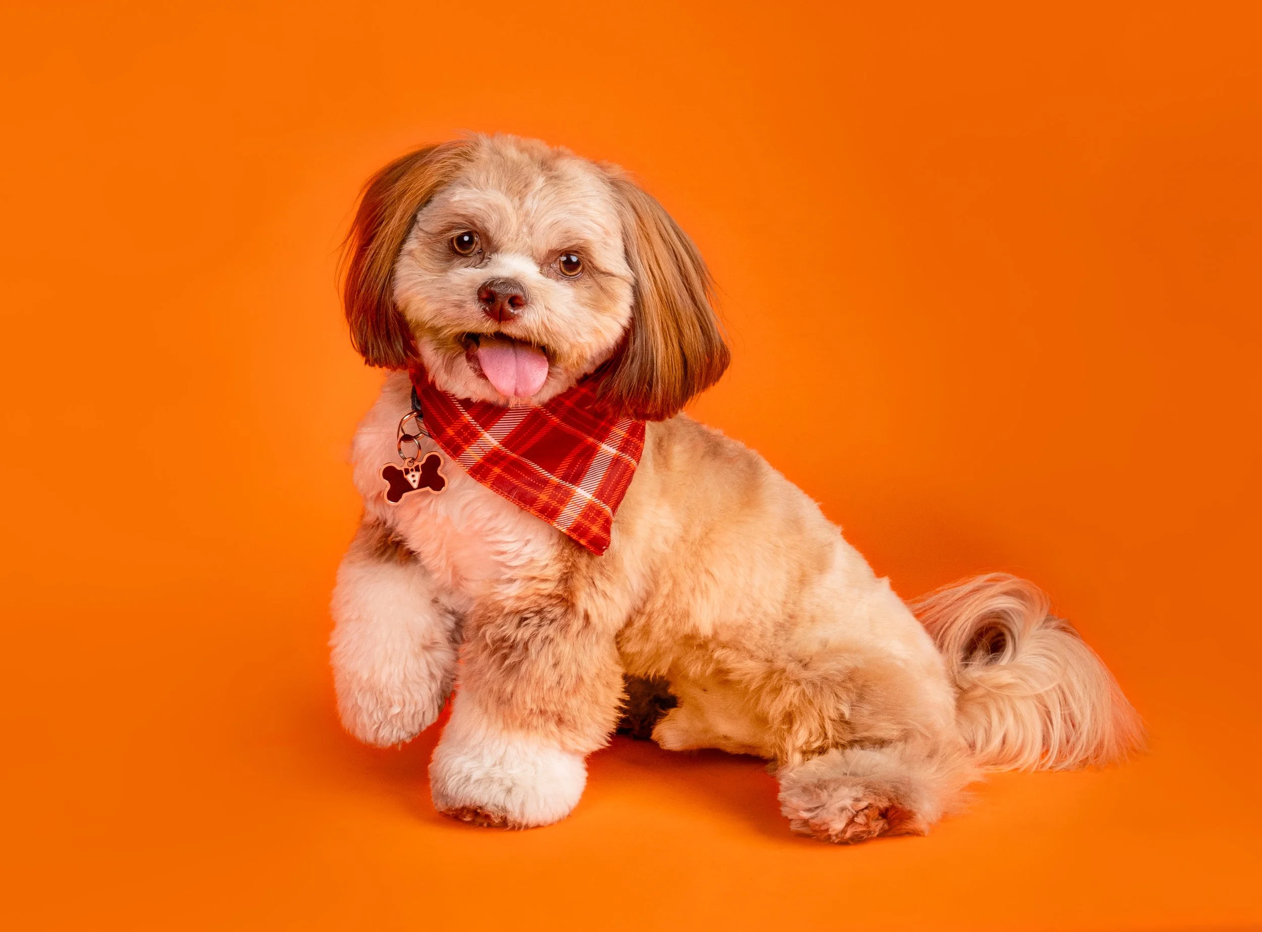 A cute fluffy dog with brown and white fur, wearing a red and white plaid bandanna and a dog tag, sitting on an orange background.