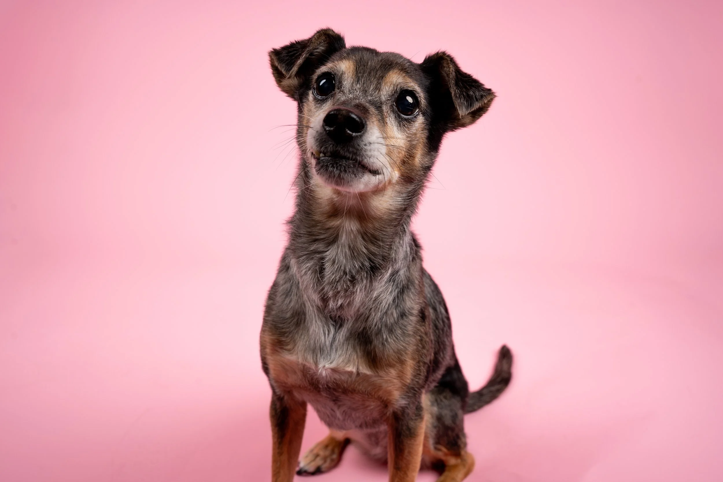 dog-portrait-girly-studio-photoshoot.jpg