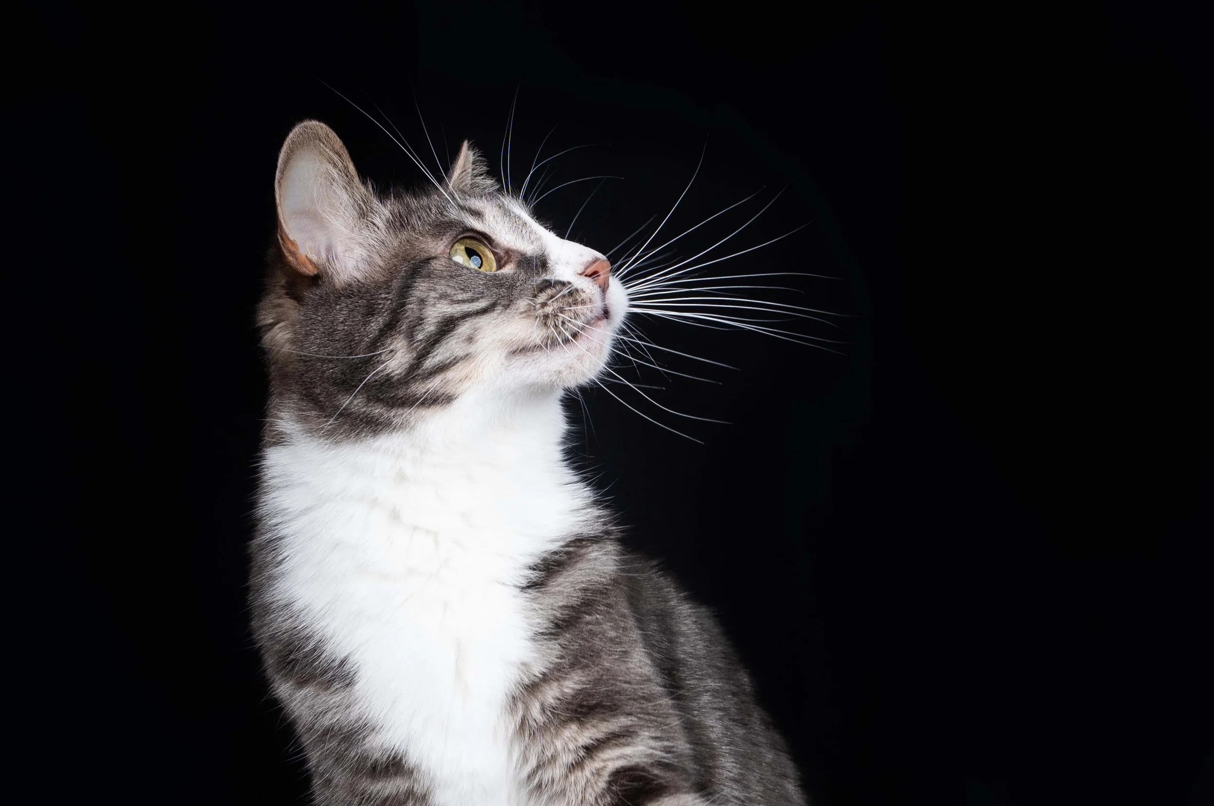 cat-photo-moody-black-background.jpg