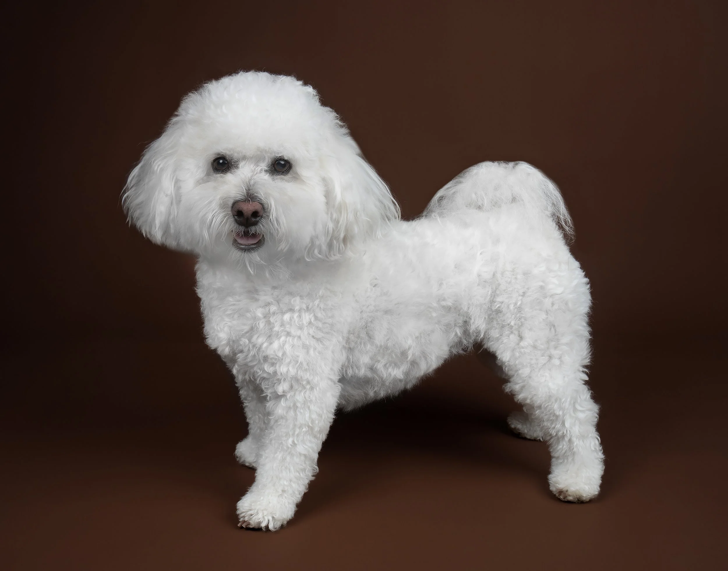 fluffy-white-dog-portrait.jpg