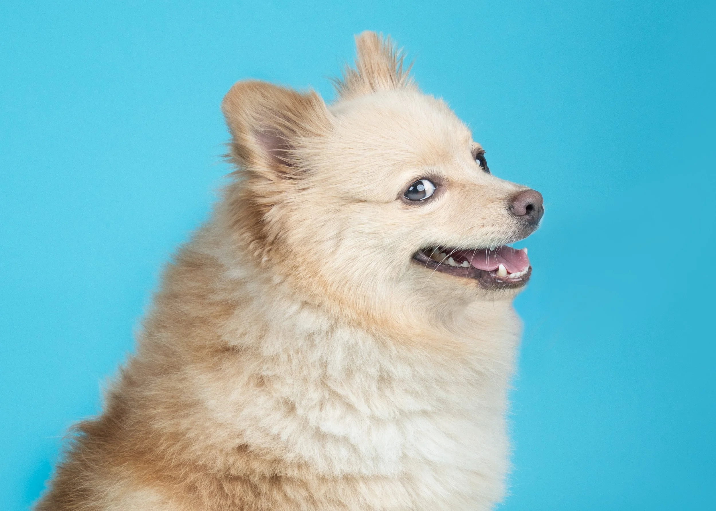 A close-up of a fluffy golden-haired puppy with one eye visible, looking to the right, against a bright blue background.