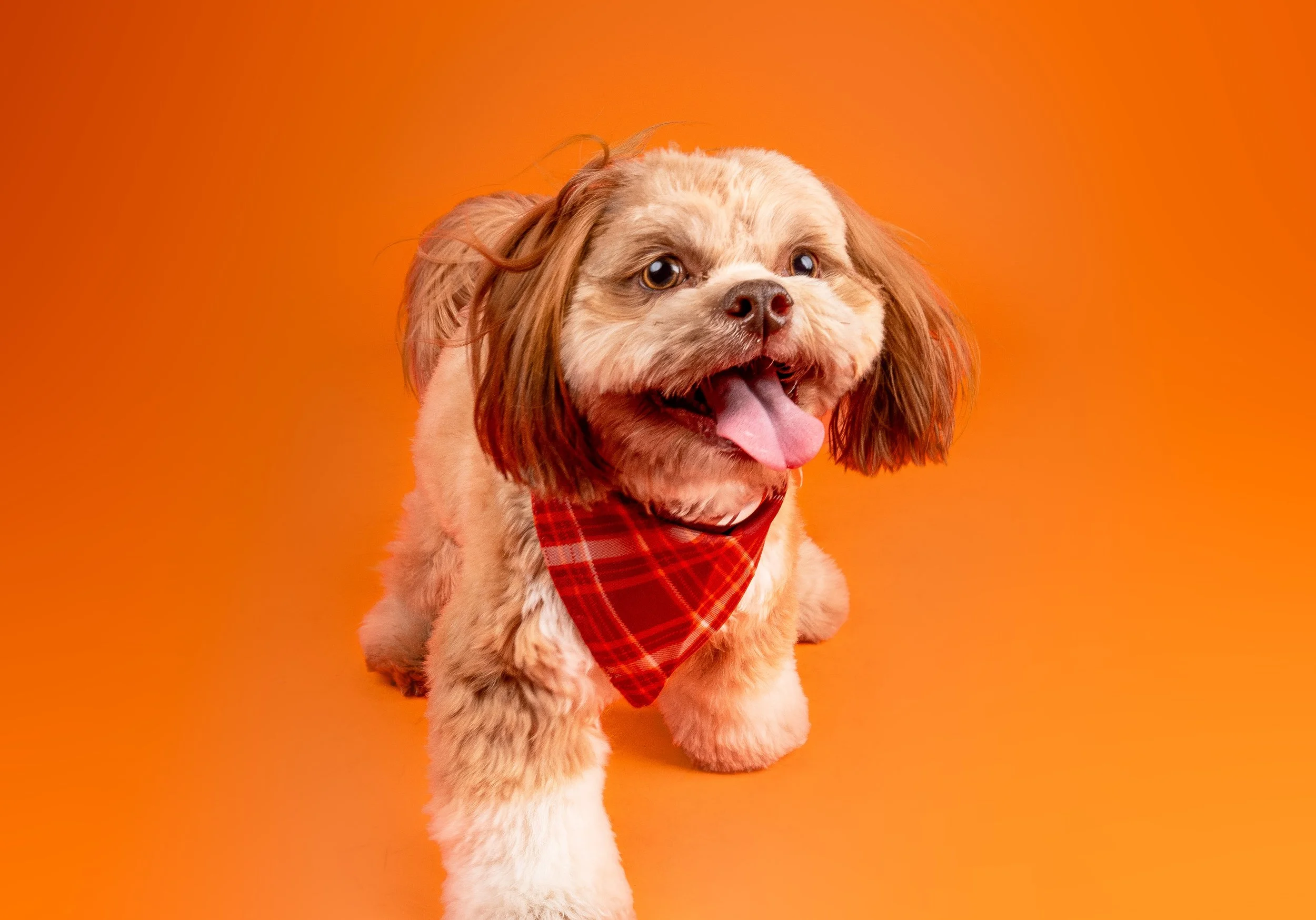 dog-happy-excited-photo.jpg