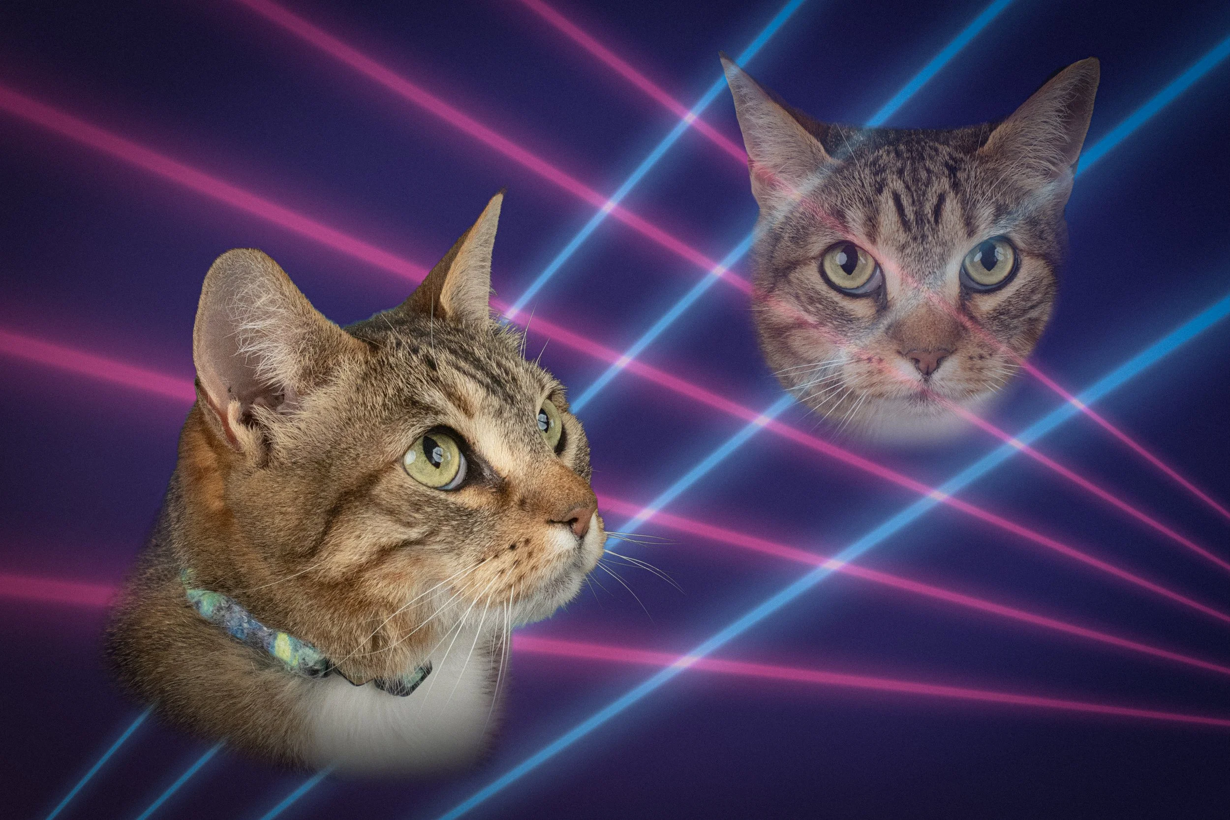 80s-cat-portrait-laserbeams.jpg