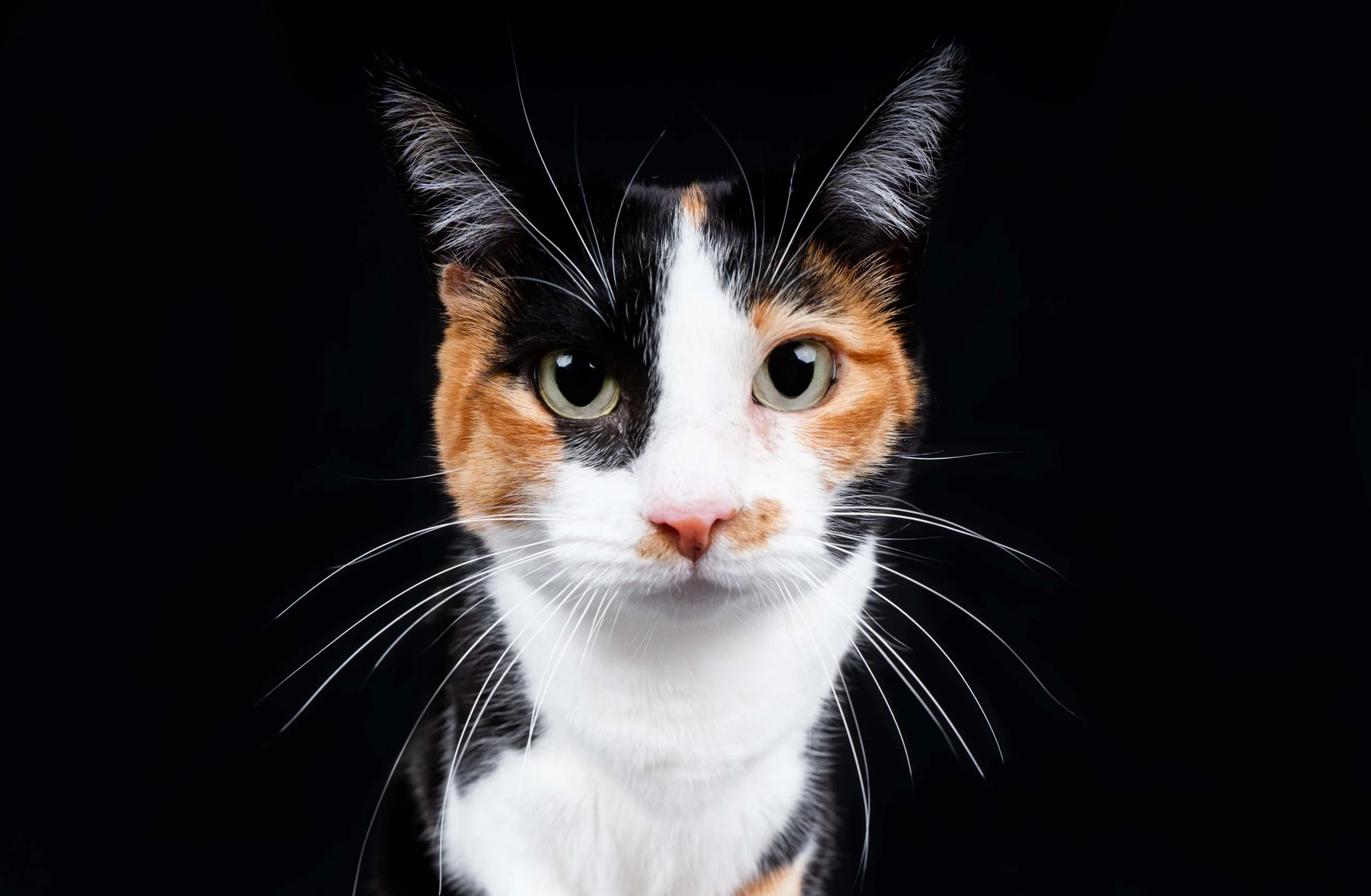 calico-cat-studio-portriat.jpg