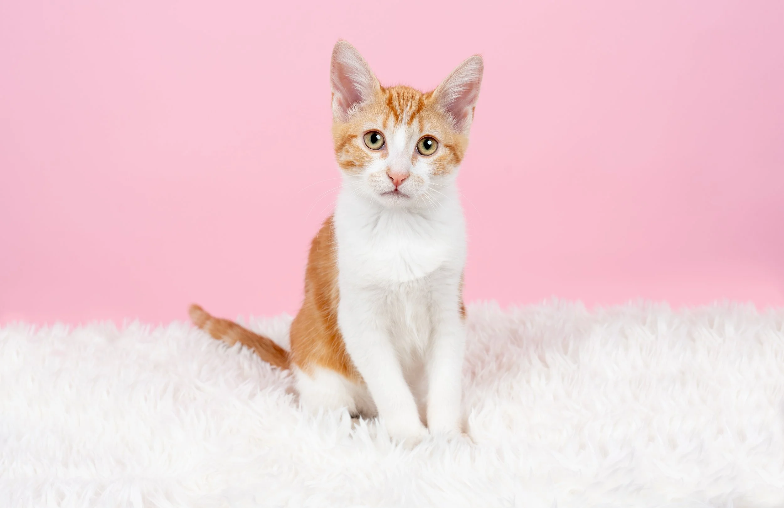 kitten-photoshoot-pink-fluffy.jpg